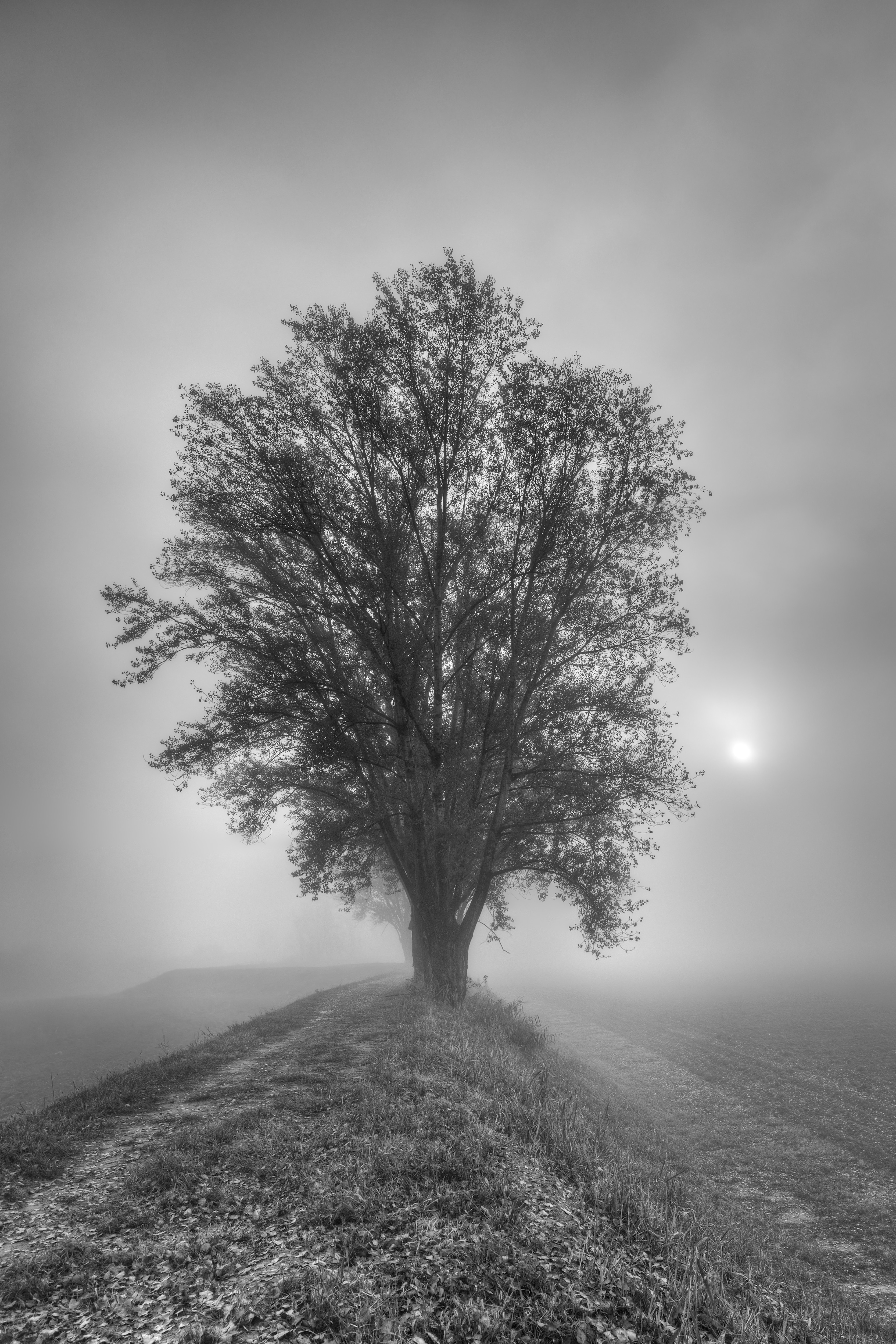 Download mobile wallpaper Wood, Chb, Tree, Fog, Nature, Bw for free.