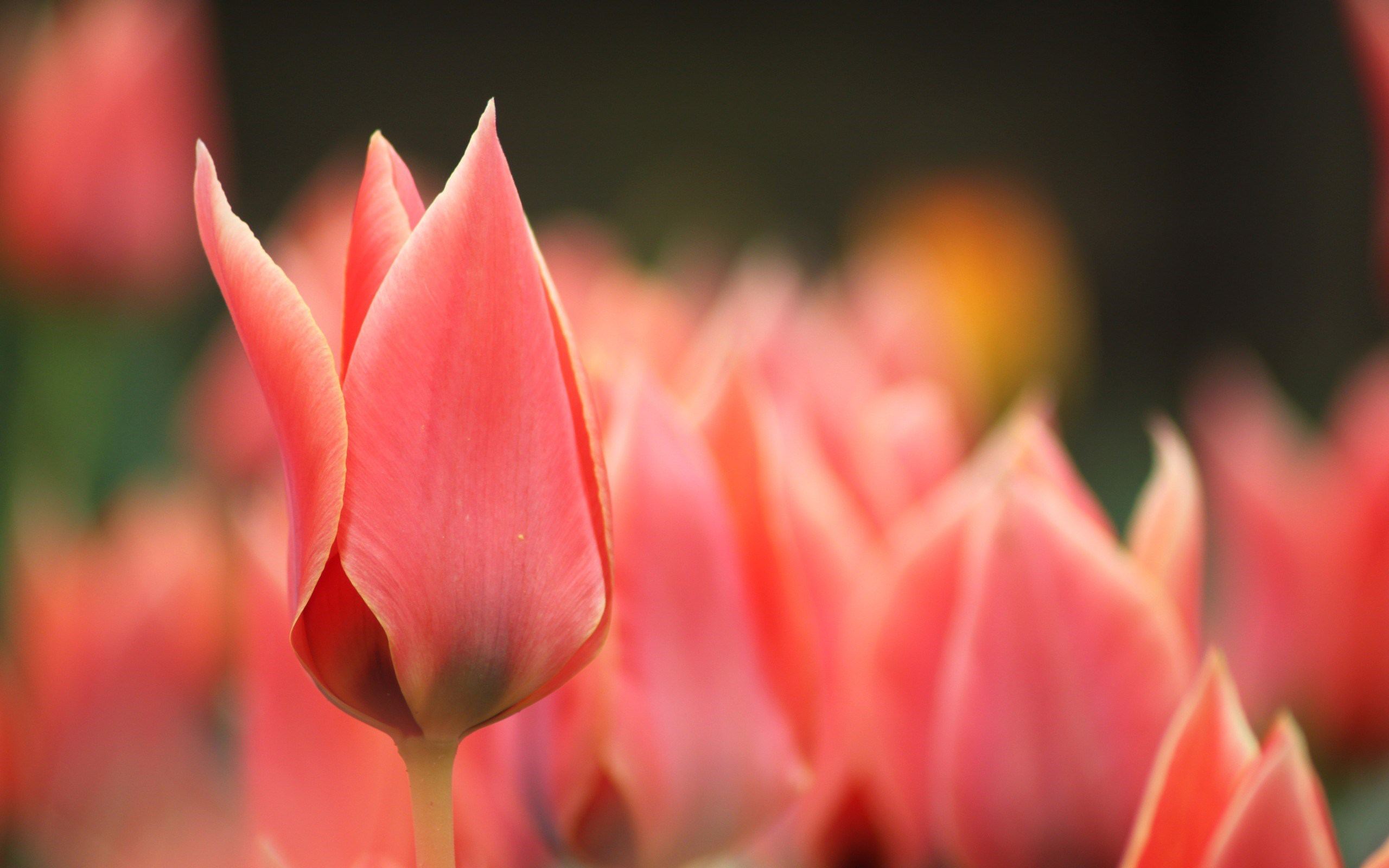 Descarga gratis la imagen Naturaleza, Flores, Flor, De Cerca, Campo, Tulipán, Tierra/naturaleza, Flor Naranja en el escritorio de tu PC