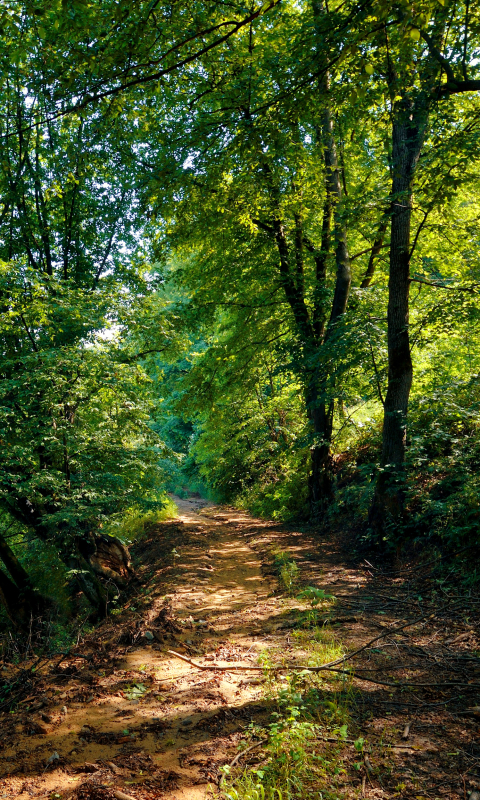 Téléchargez des papiers peints mobile Arbre, Chemin, La Nature, Terre/nature gratuitement.