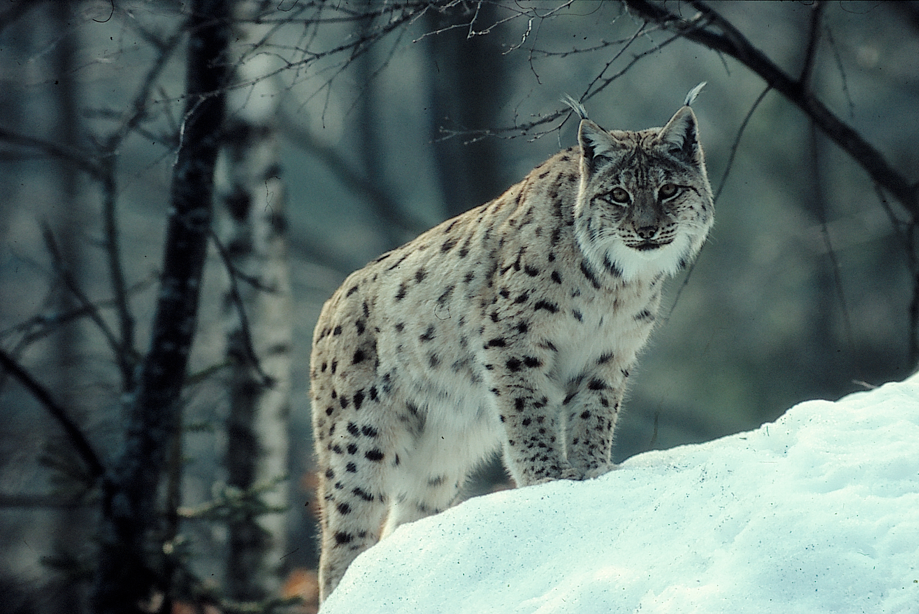 Laden Sie das Tiere, Katzen, Luchs-Bild kostenlos auf Ihren PC-Desktop herunter