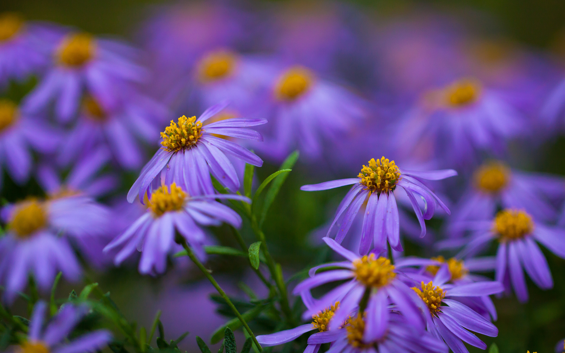 Téléchargez gratuitement l'image Fleurs, Fleur, Terre/nature sur le bureau de votre PC