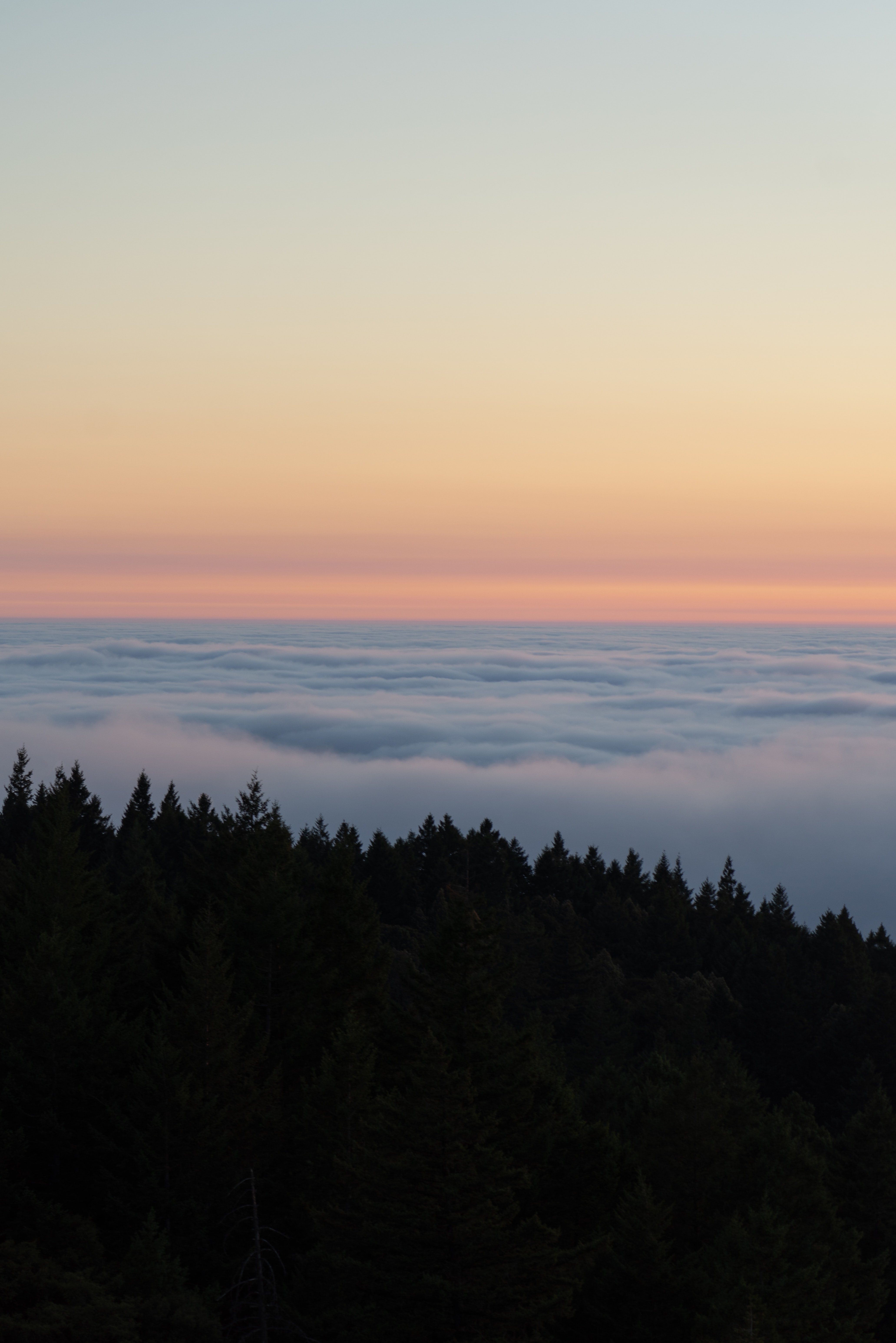 無料モバイル壁紙自然, 木, 雲, 霧, スプルース, モミ, スカイ, 地平線をダウンロードします。