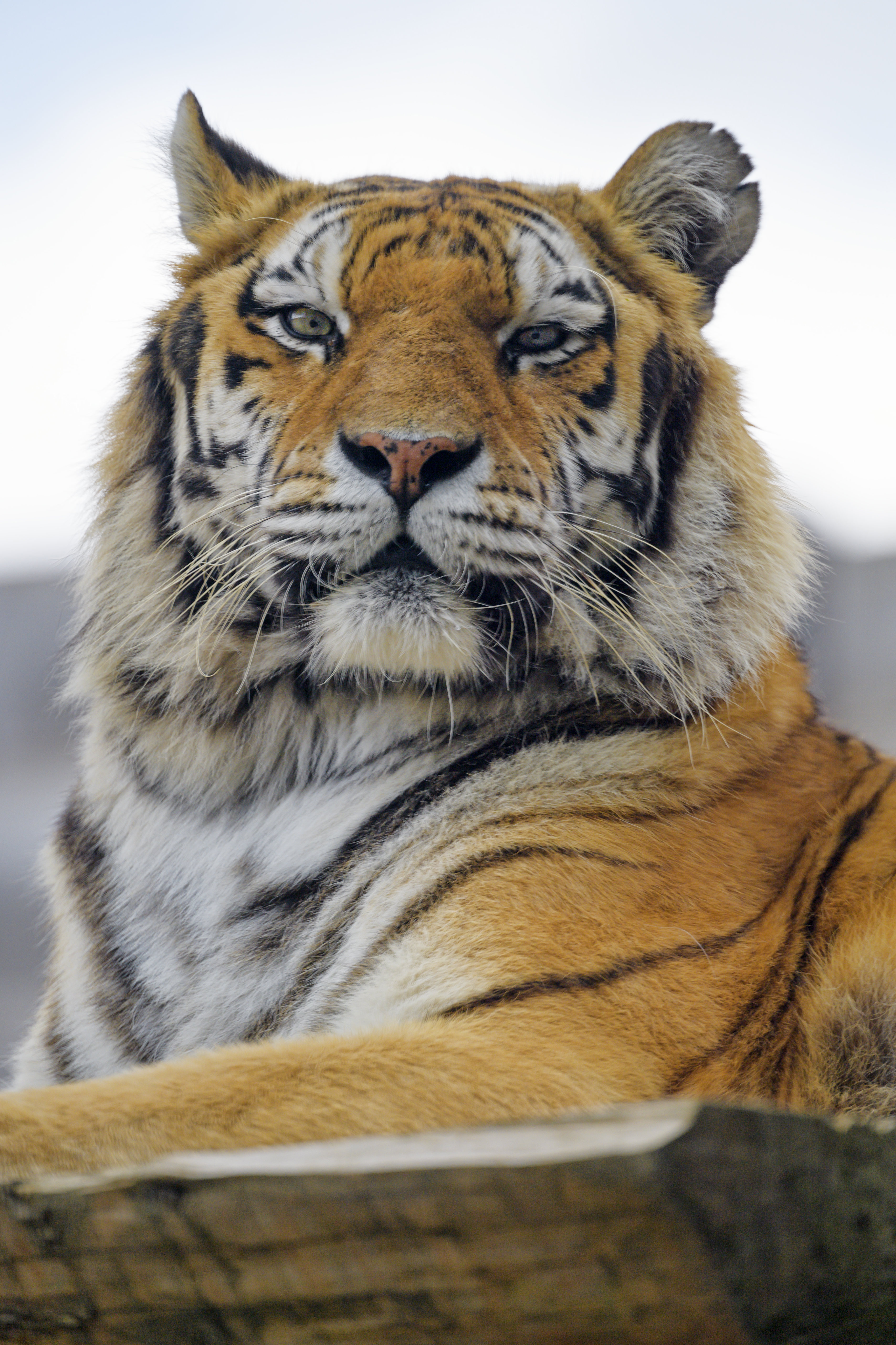 108456 Hintergrundbild herunterladen tiger, tiere, flauschige, schnauze, raubtier, predator, große katze, big cat, sicht, meinung - Bildschirmschoner und Bilder kostenlos