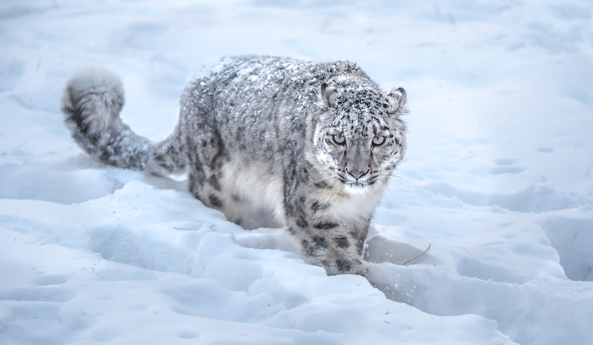 Handy-Wallpaper Tiere, Katzen, Schneeleopard, Schnee kostenlos herunterladen.