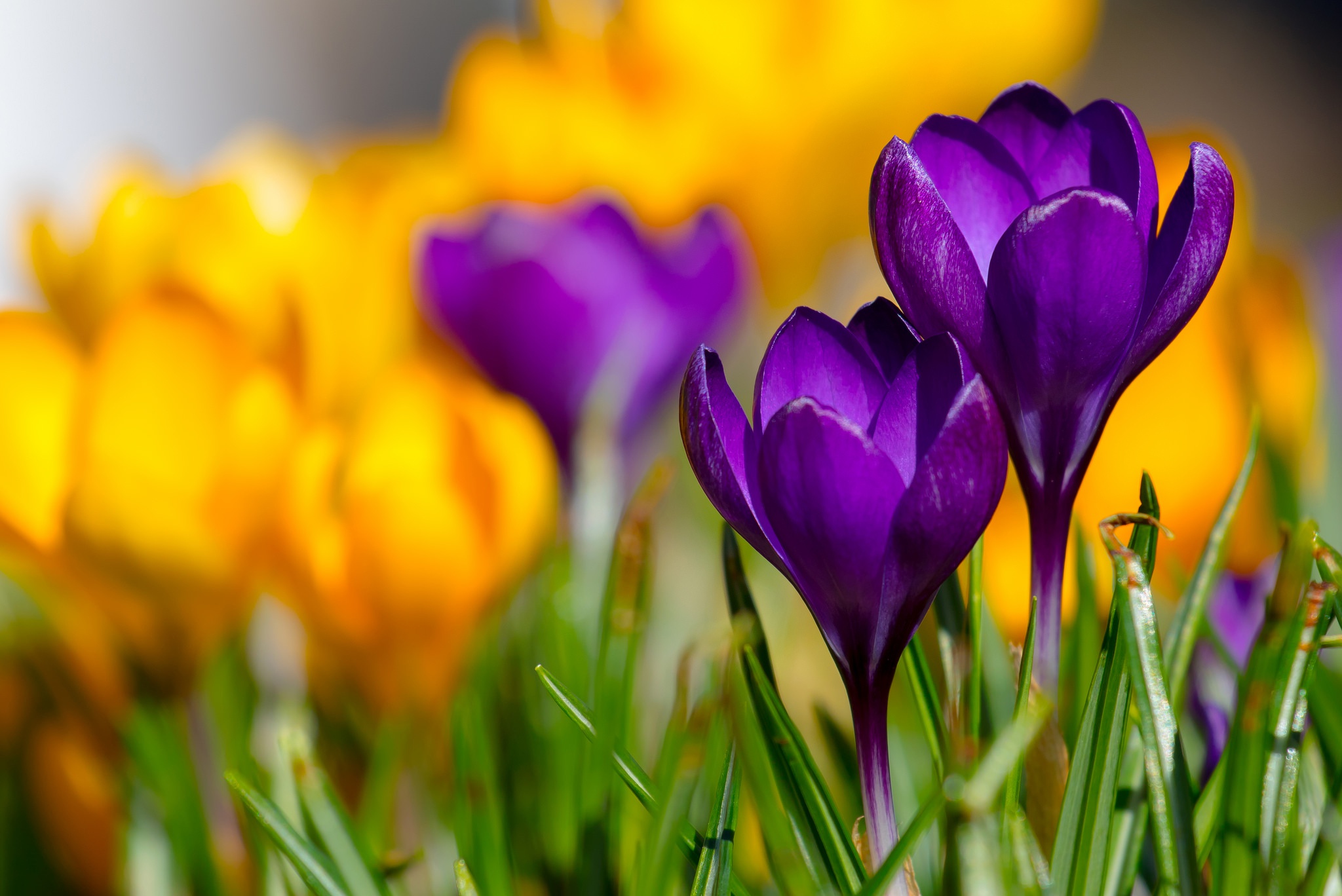 Free download wallpaper Nature, Flowers, Flower, Macro, Earth, Crocus, Purple Flower on your PC desktop