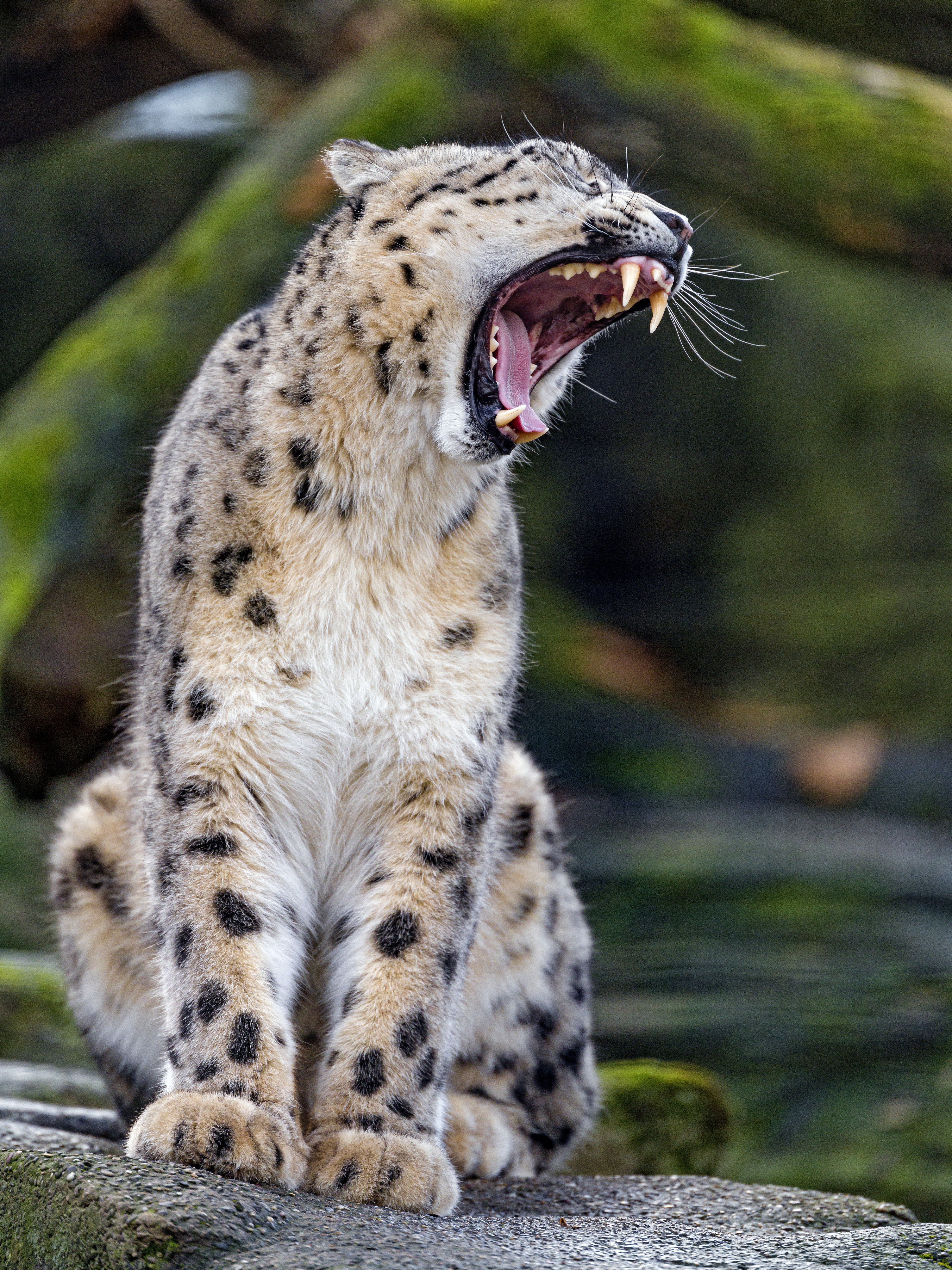 Descarga gratis la imagen Animales, Guepardo, Depredador, Gato Grande, Colmillos, Leopardo en el escritorio de tu PC