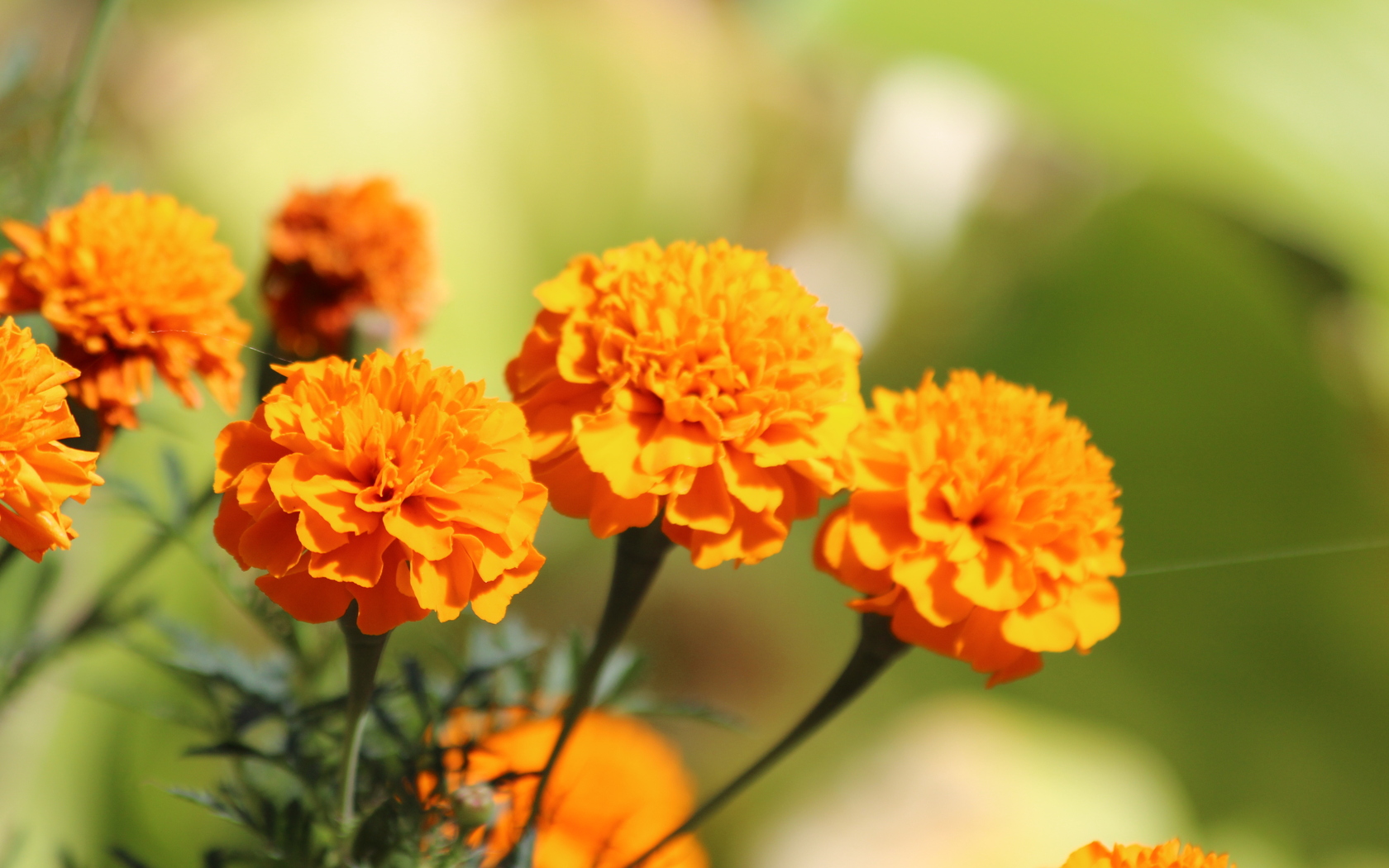 marigold, earth, flower, flowers