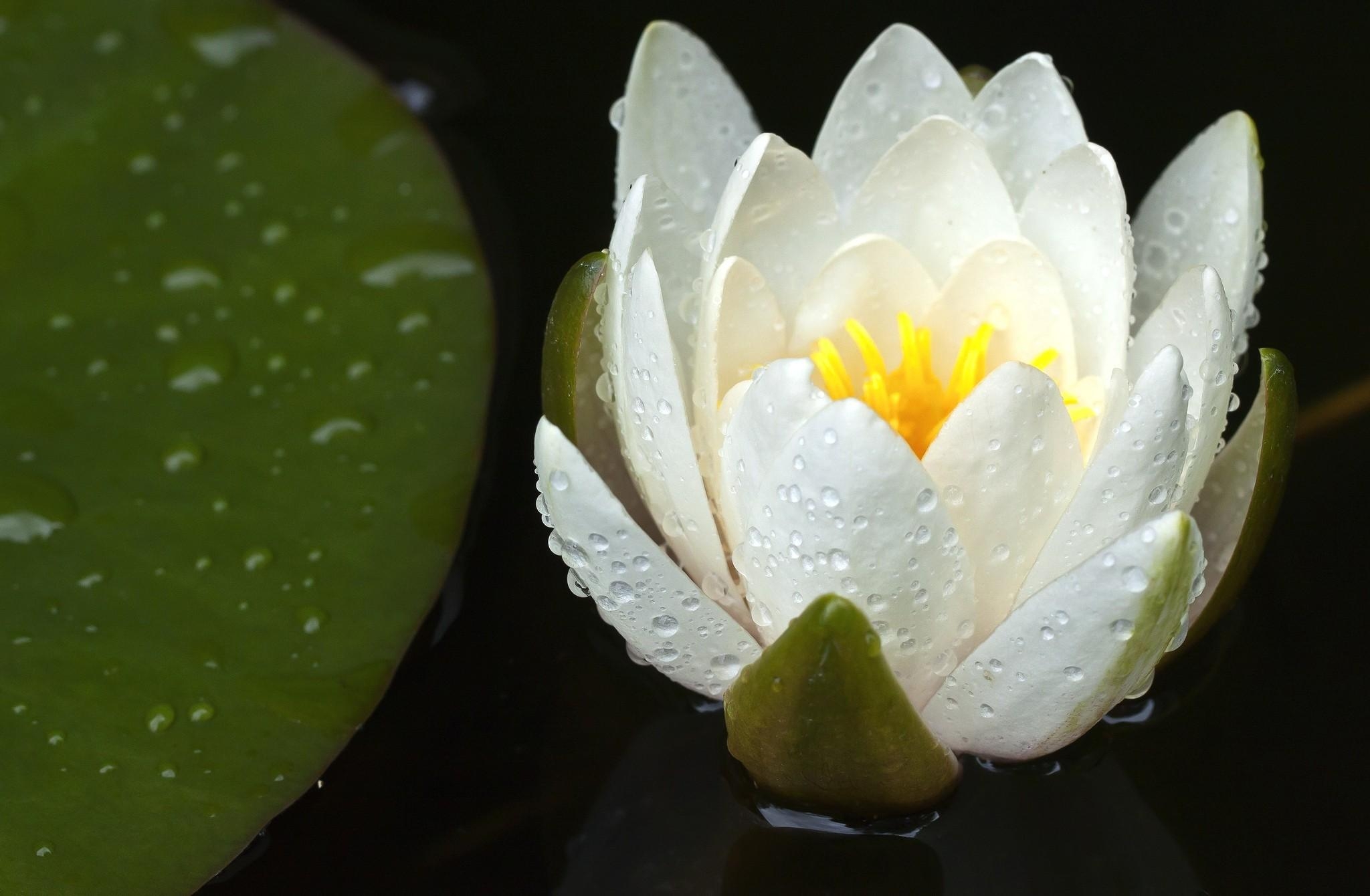 flowers, water, drops, loose, water lily, dissolved