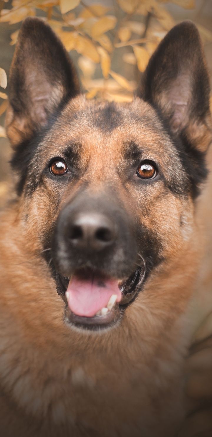 Download mobile wallpaper Dogs, Dog, Muzzle, Animal, German Shepherd, Stare for free.