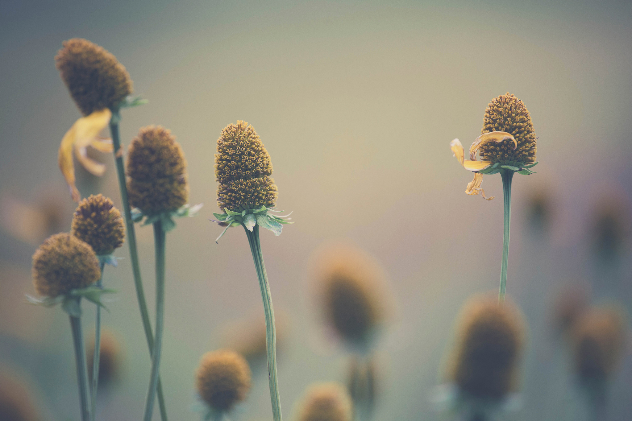 Descarga gratuita de fondo de pantalla para móvil de Bokeh, Flores, Naturaleza, Flor, Tierra/naturaleza.