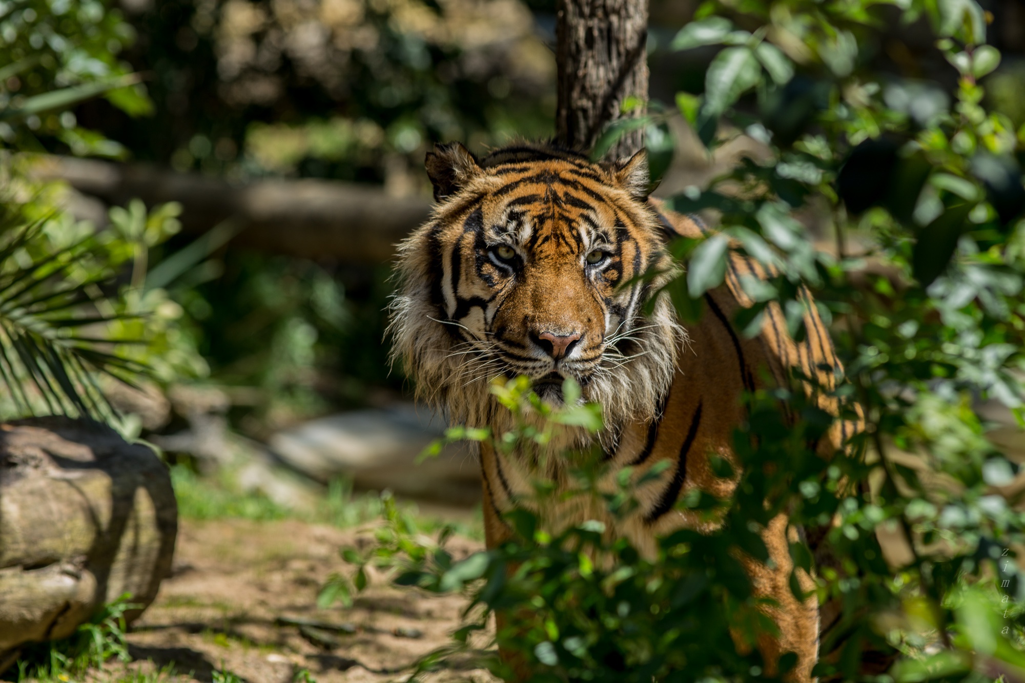 Download mobile wallpaper Cats, Tiger, Animal, Depth Of Field for free.