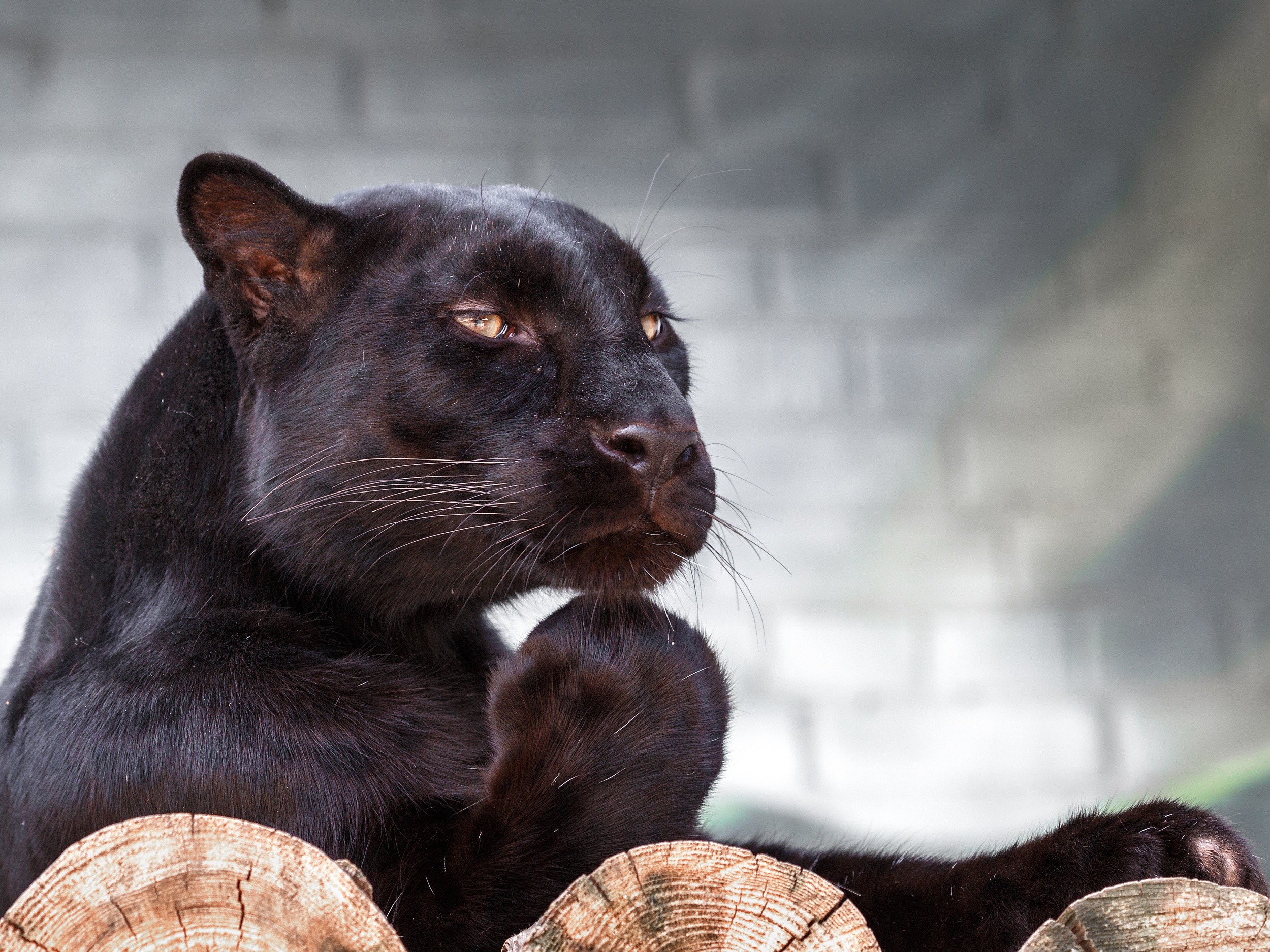 Handy-Wallpaper Tiere, Katzen, Schwarzer Panther kostenlos herunterladen.