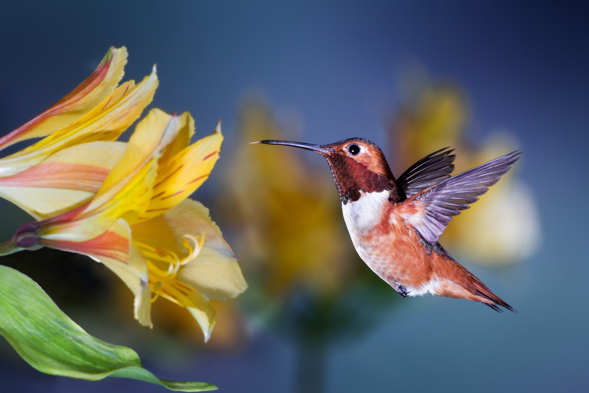 PCデスクトップに動物, 鳥, 花, ハチドリ画像を無料でダウンロード