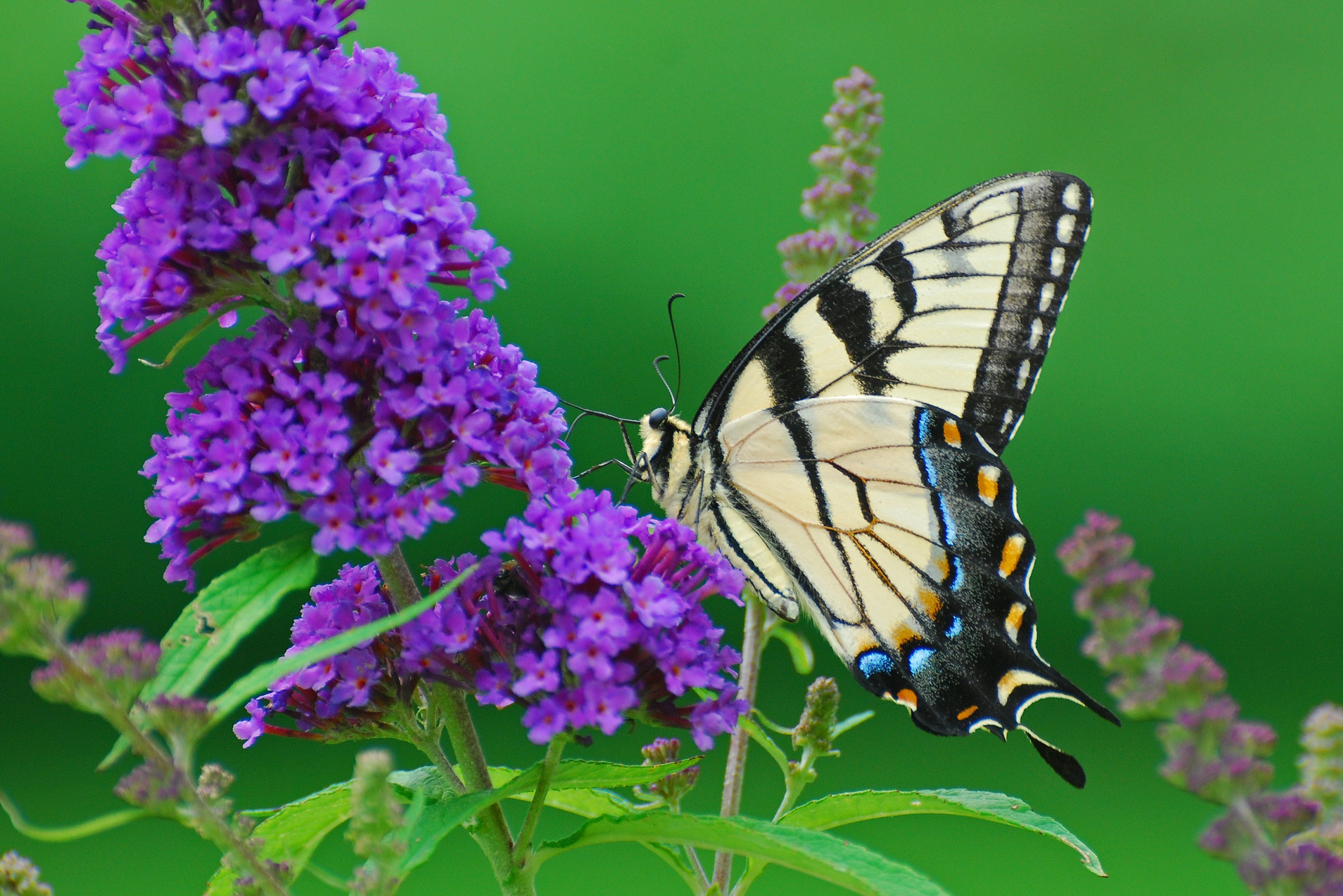 Free download wallpaper Flower, Macro, Insect, Butterfly, Animal, Purple Flower on your PC desktop