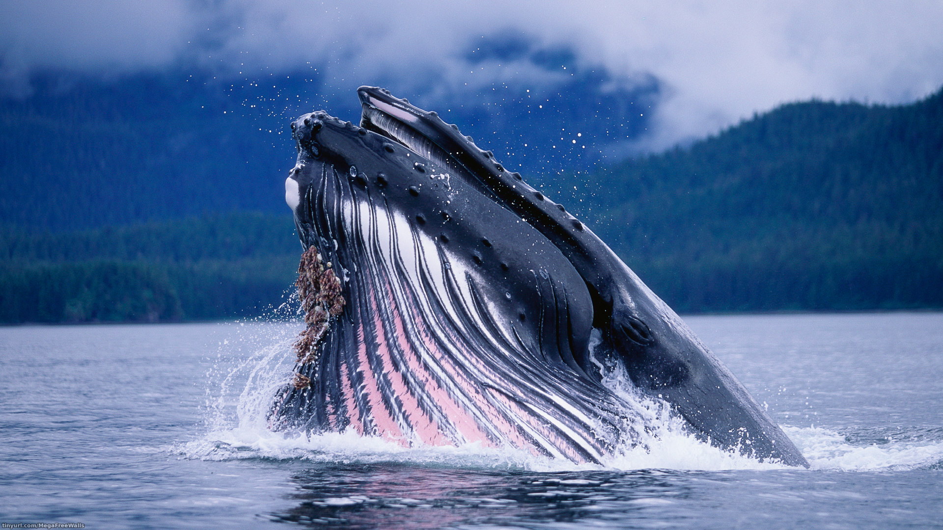 Handy-Wallpaper Tiere, Ozean, Wal kostenlos herunterladen.
