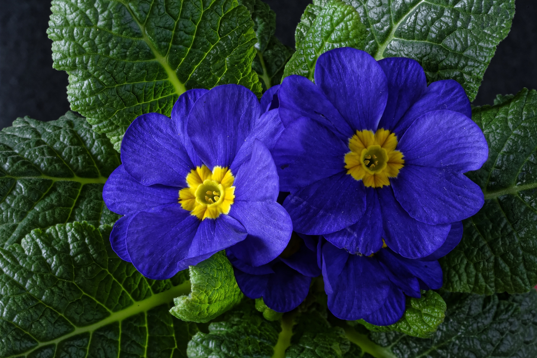 470899 baixar imagens terra/natureza, primula, flor azul, flores - papéis de parede e protetores de tela gratuitamente