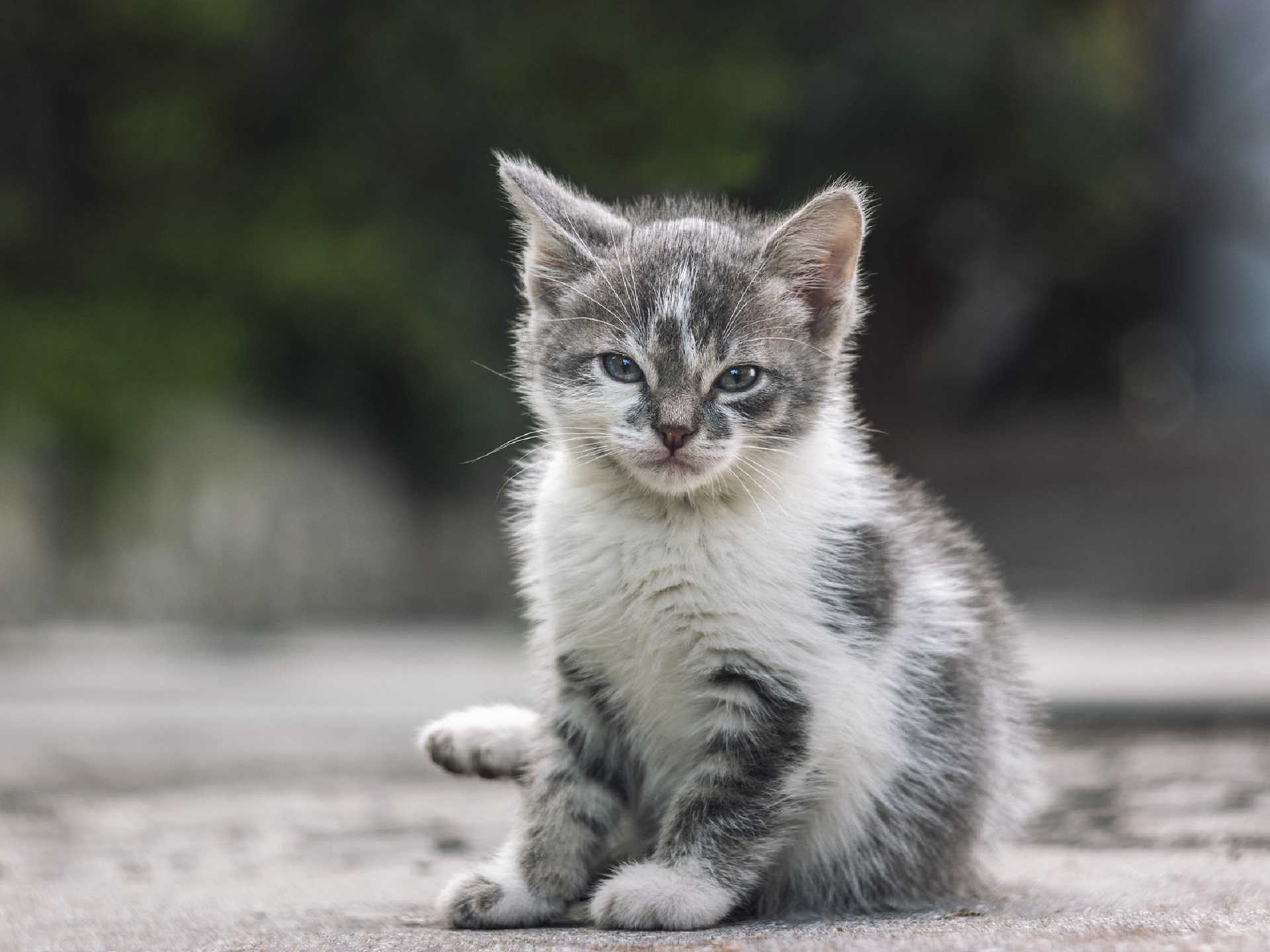 Скачати мобільні шпалери Кішка, Кошеня, Тварина, Коти, Дитинча Тварини, Глибина Різкості безкоштовно.