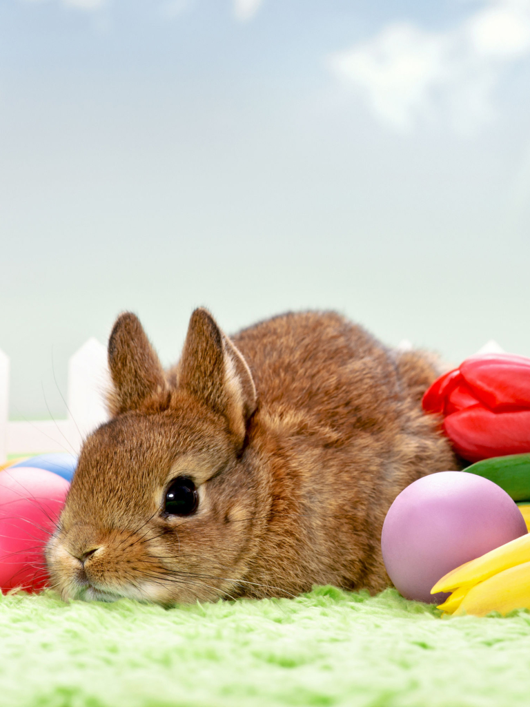 Handy-Wallpaper Feiertage, Ostern, Kaninchen, Tulpe, Hase, Osterei kostenlos herunterladen.