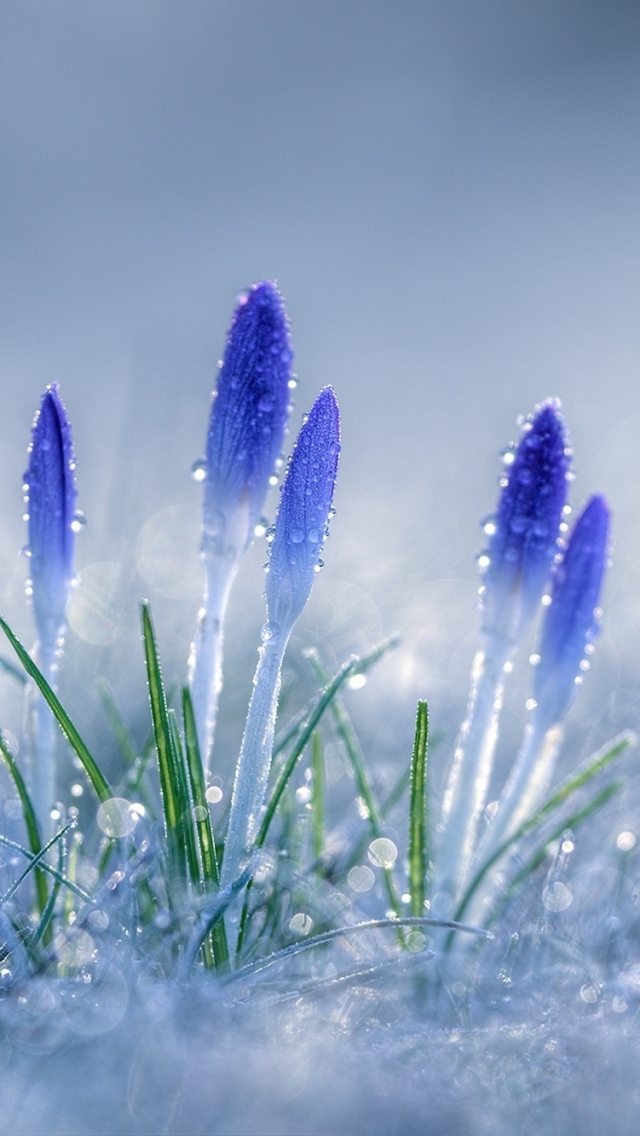 Download mobile wallpaper Nature, Flowers, Flower, Close Up, Earth, Bokeh, Crocus, Blue Flower for free.