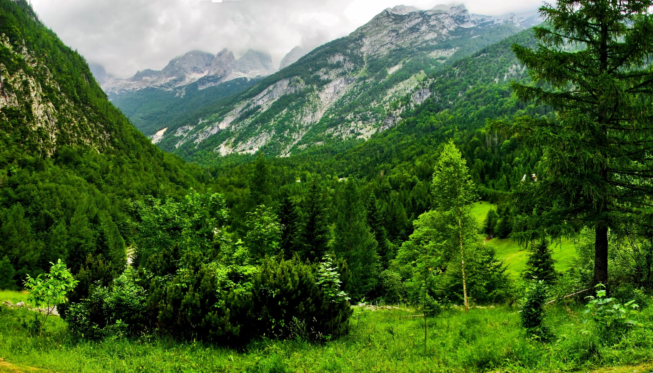 Download mobile wallpaper Overcast, Trees, Mainly Cloudy, Slovenia, Forest, Nature, Mountains for free.