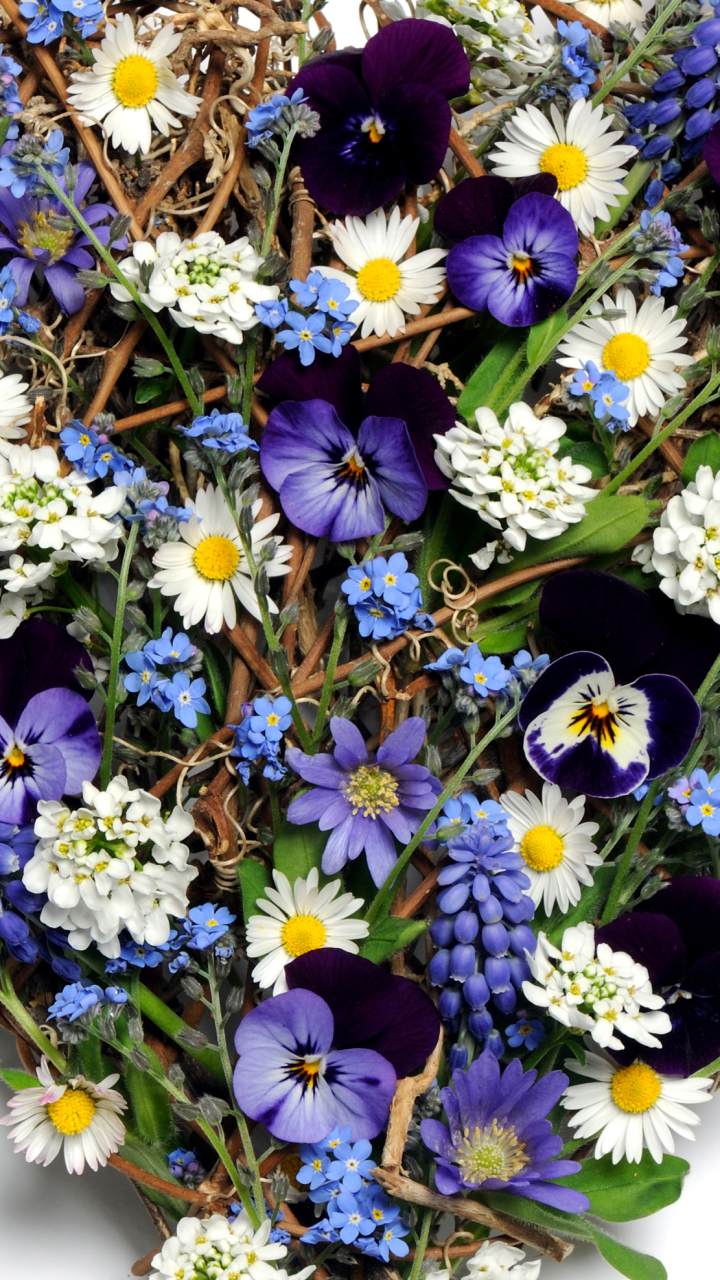 無料モバイル壁紙パンジー, カモミール, 花, 白い花, マンメイド, ハート型, 紫色の花をダウンロードします。