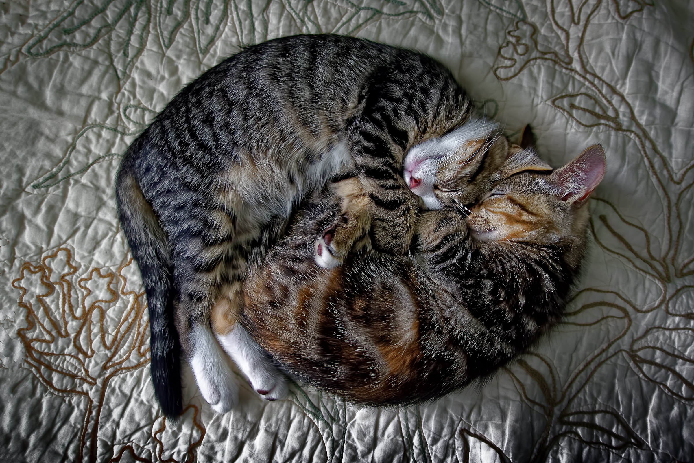 Download mobile wallpaper Cats, Cat, Animal, Sleeping for free.