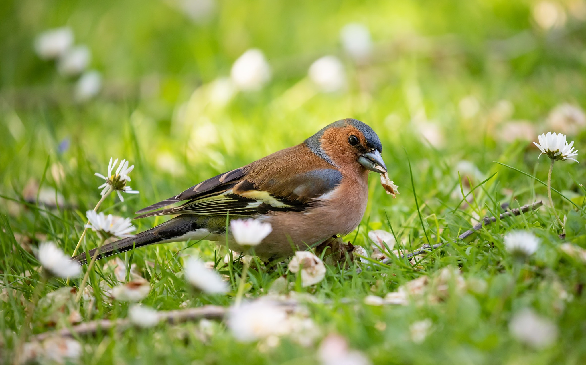 Download mobile wallpaper Birds, Bird, Animal, Finch for free.