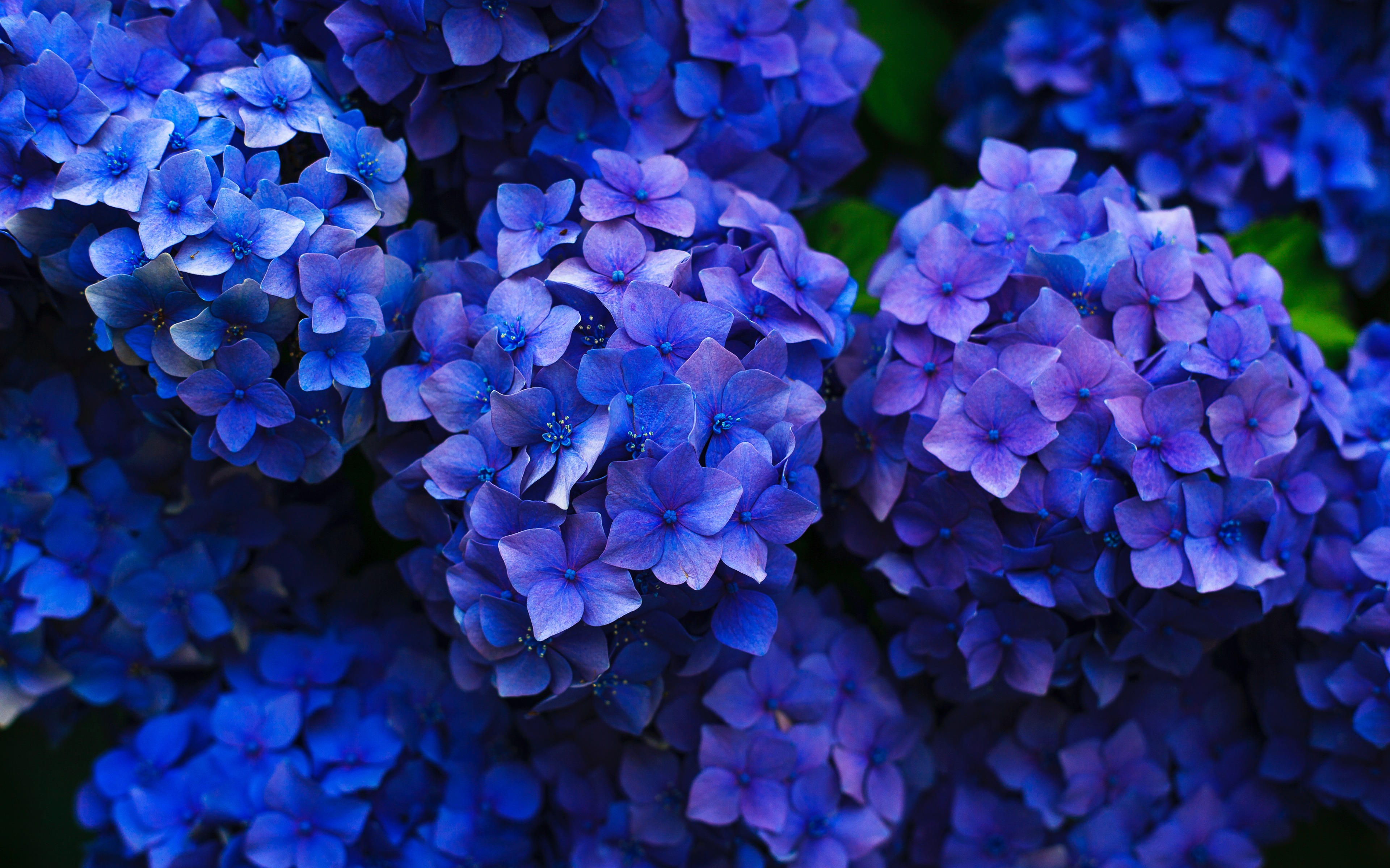 Handy-Wallpaper Hortensien, Erde/natur, Blaue Blume kostenlos herunterladen.