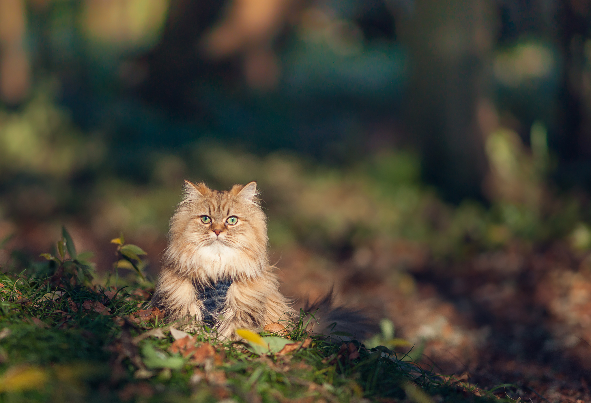 Descarga gratuita de fondo de pantalla para móvil de Animales, Gatos, Gato.