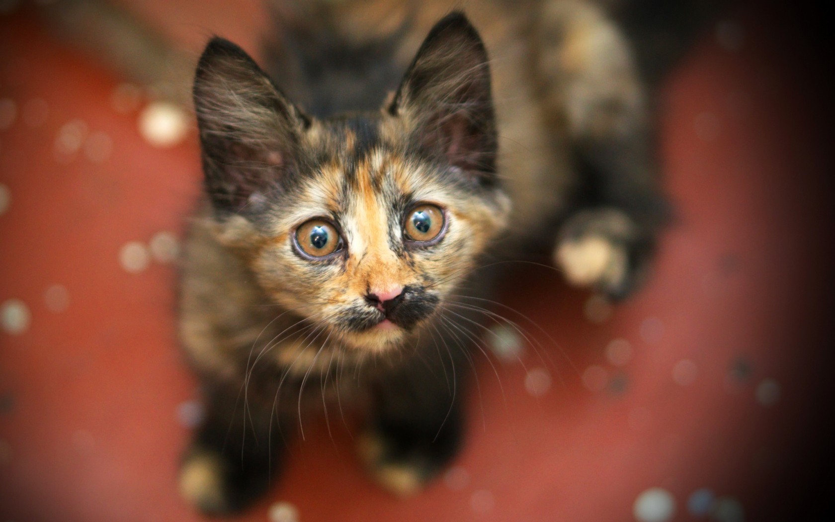 Baixe gratuitamente a imagem Animais, Gatos, Gato na área de trabalho do seu PC