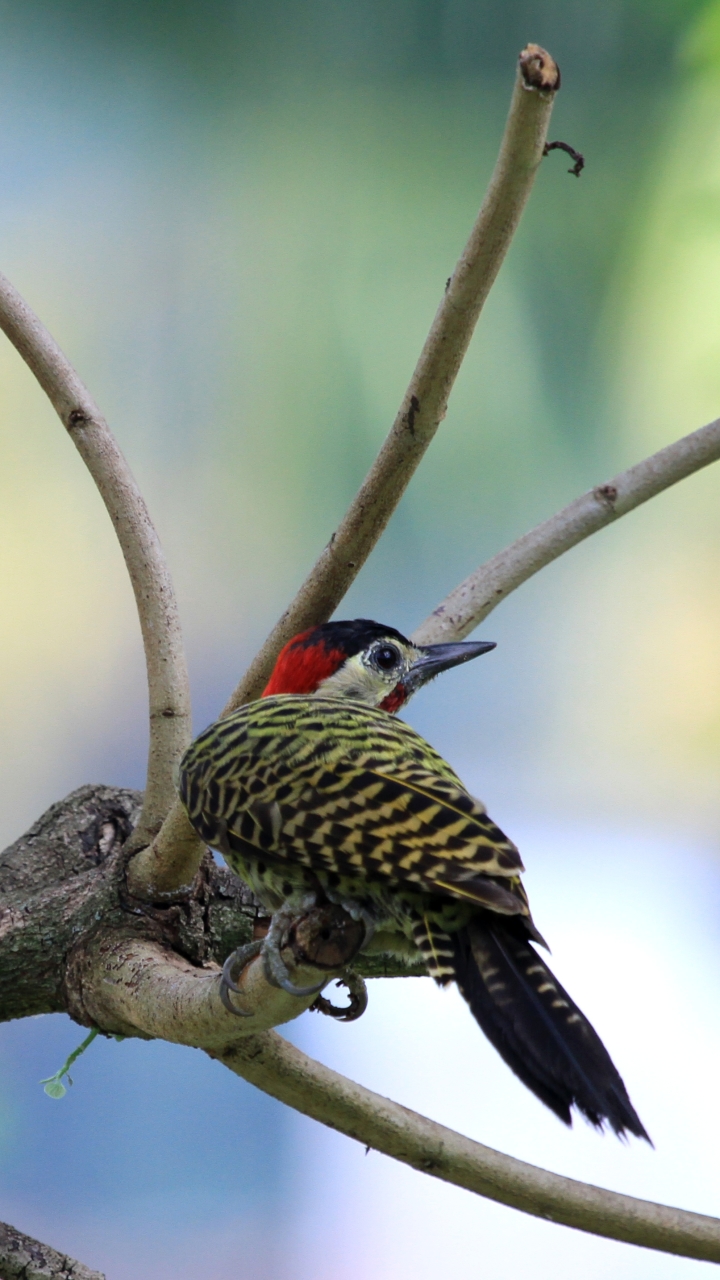 Download mobile wallpaper Birds, Animal, Woodpecker, Green Barred Woodpecker for free.