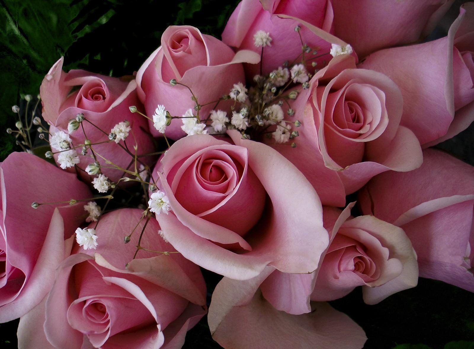 Download mobile wallpaper Gipsophile, Gypsophilus, Bouquet, Buds, Pink, Roses, Flowers for free.