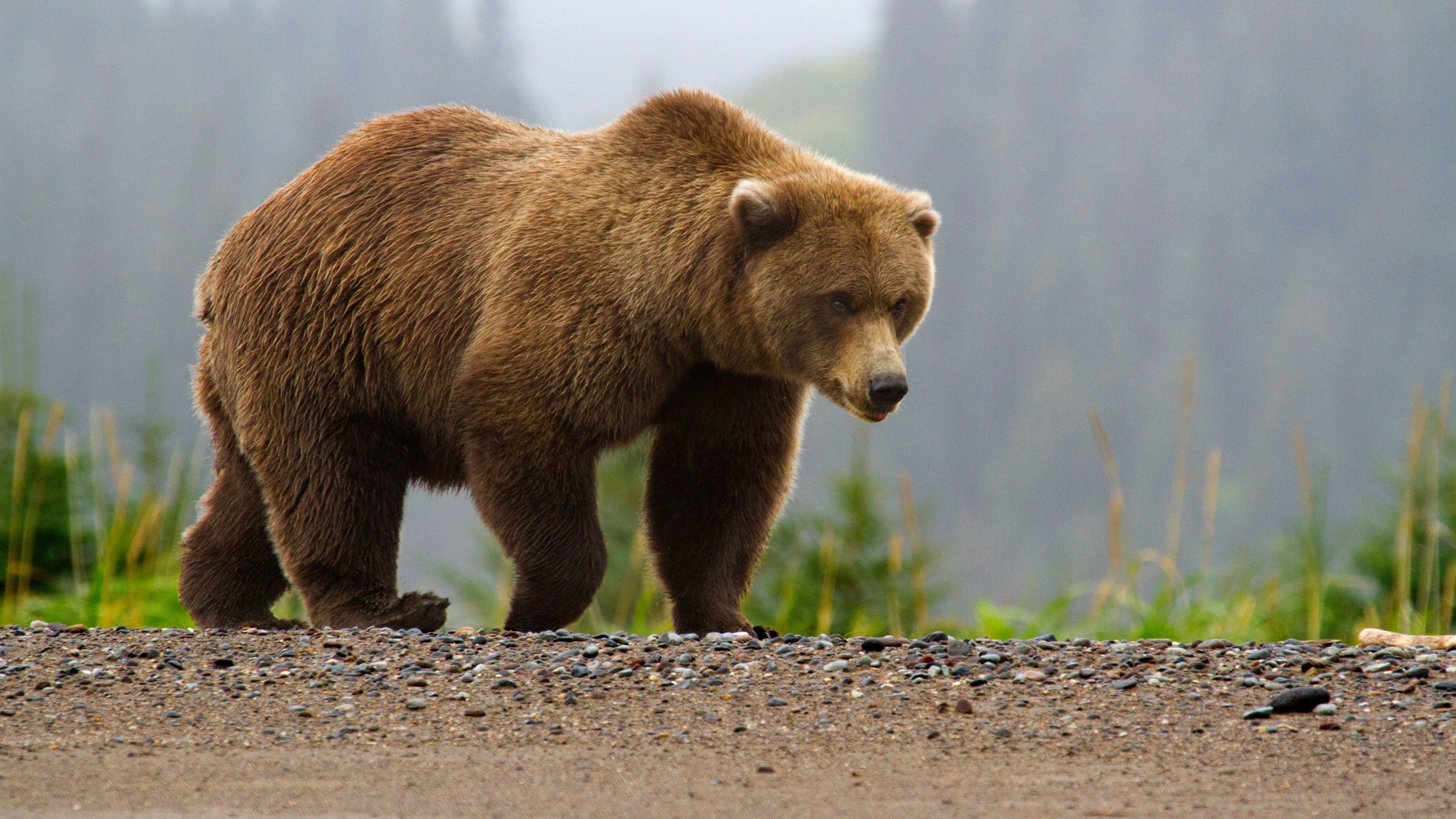 345595 descargar imagen oso, animales, osos: fondos de pantalla y protectores de pantalla gratis