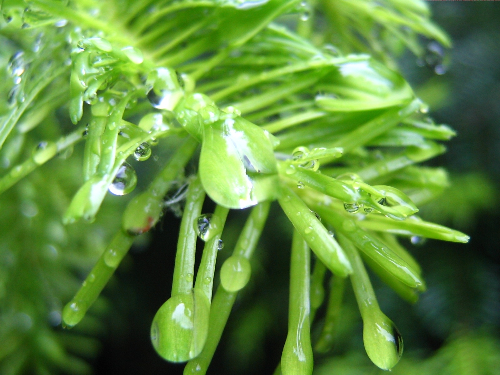 Laden Sie das Drops, Pflanzen-Bild kostenlos auf Ihren PC-Desktop herunter
