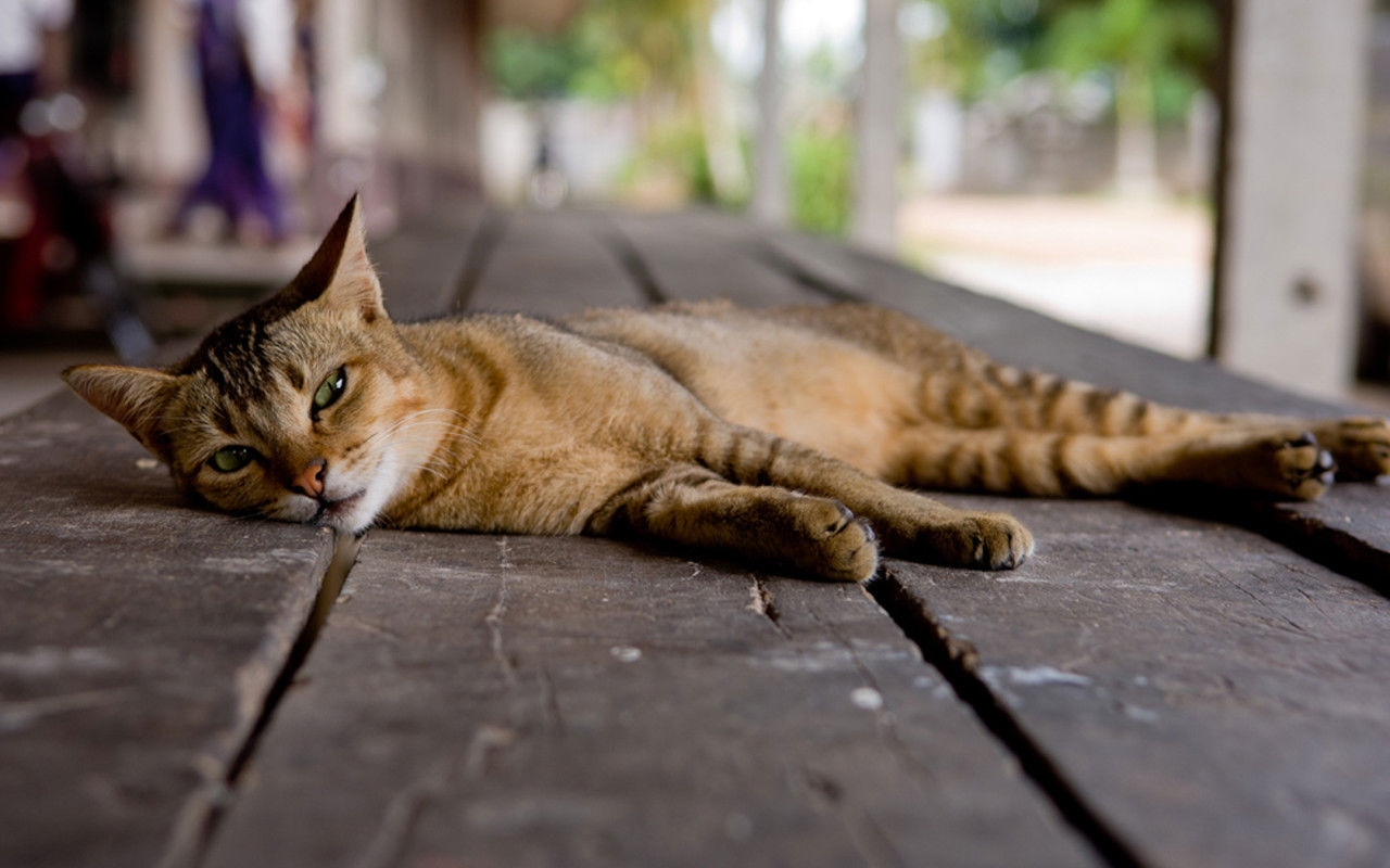 Baixar papel de parede para celular de Animais, Gato gratuito.