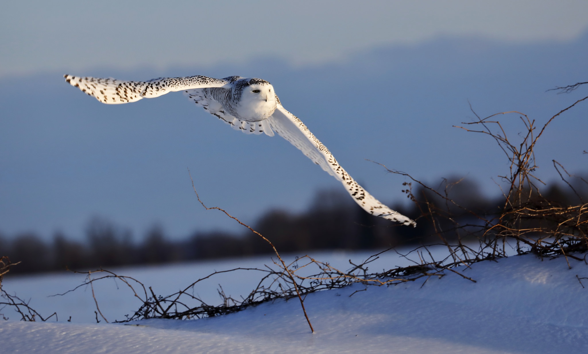 Laden Sie das Tiere, Vögel, Eule, Schnee, Vogel, Schnee Eule-Bild kostenlos auf Ihren PC-Desktop herunter