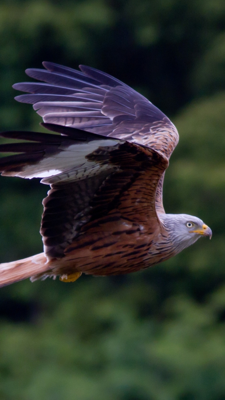 Descarga gratuita de fondo de pantalla para móvil de Animales, Halcón, Aves.