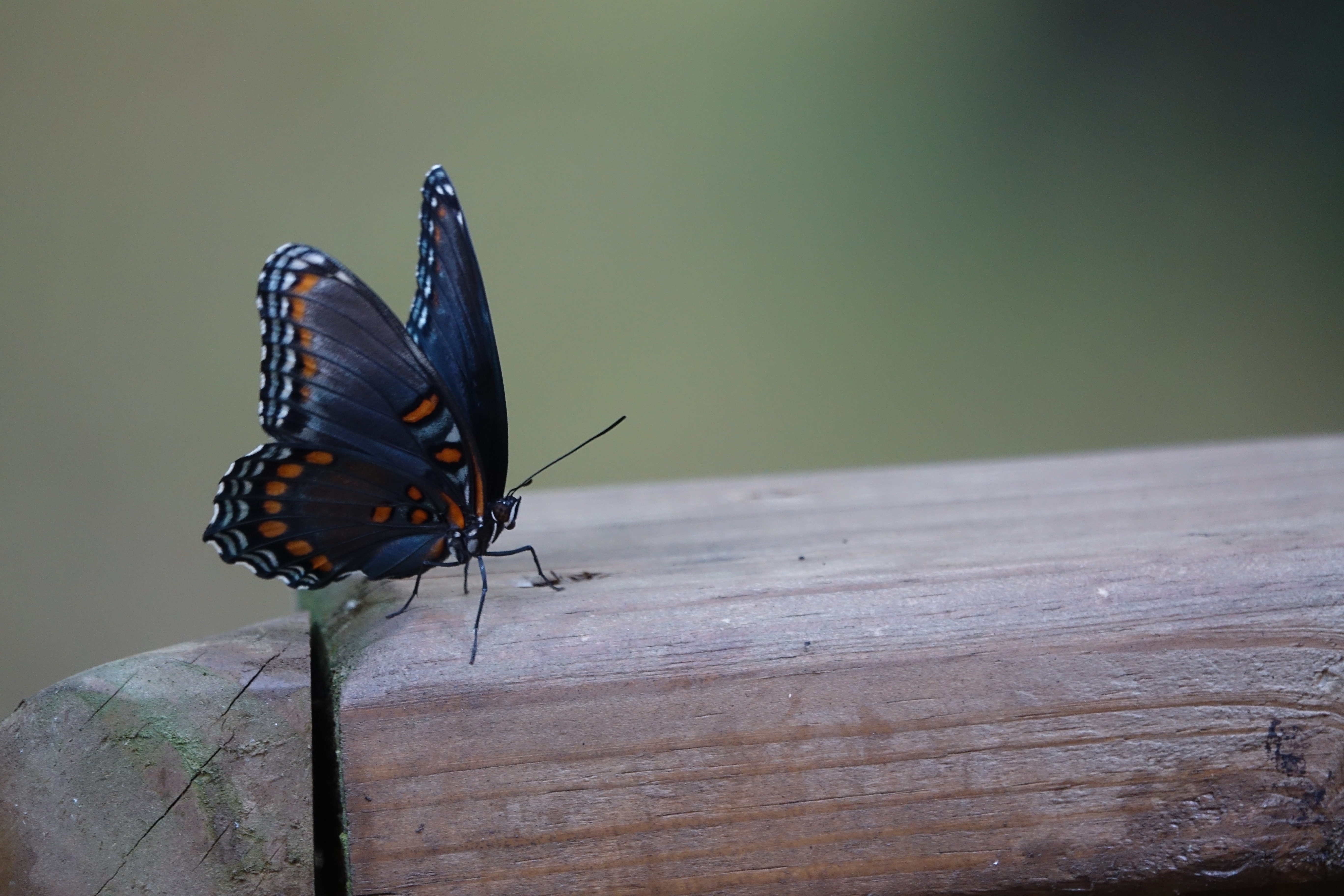 Laden Sie das Patterns, Insekt, Flügel, Schmetterling, Tiere-Bild kostenlos auf Ihren PC-Desktop herunter