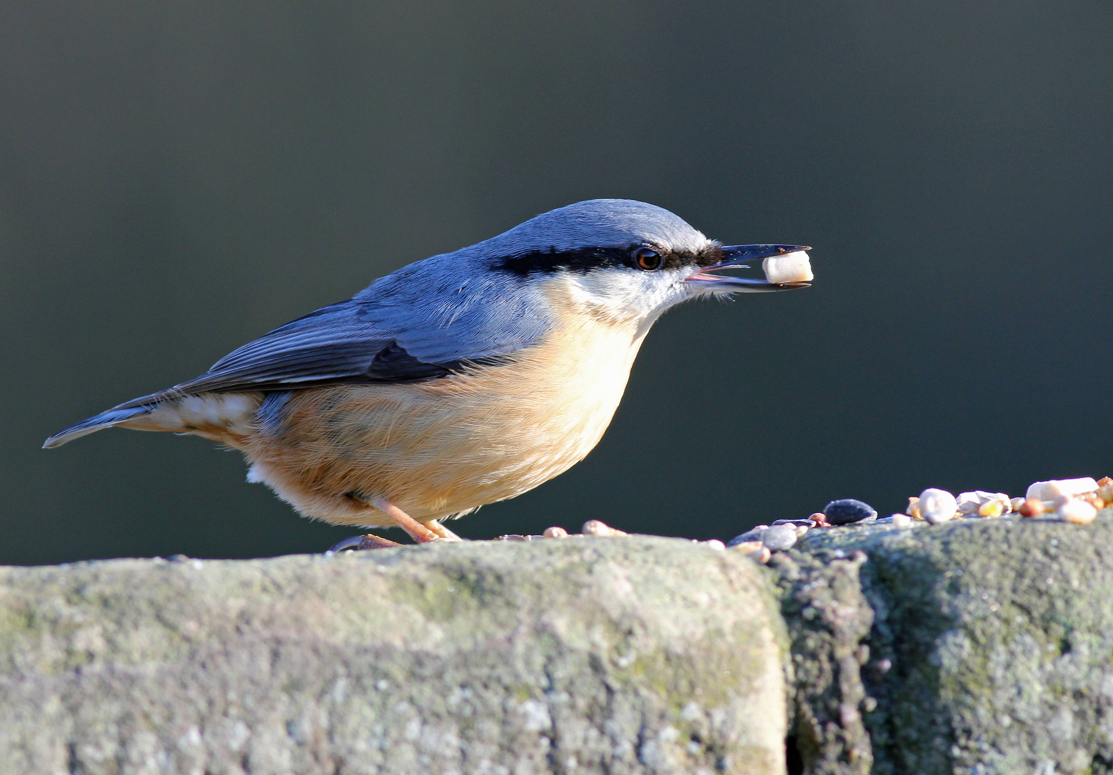 Téléchargez des papiers peints mobile Animaux, Oiseau, Des Oiseaux gratuitement.