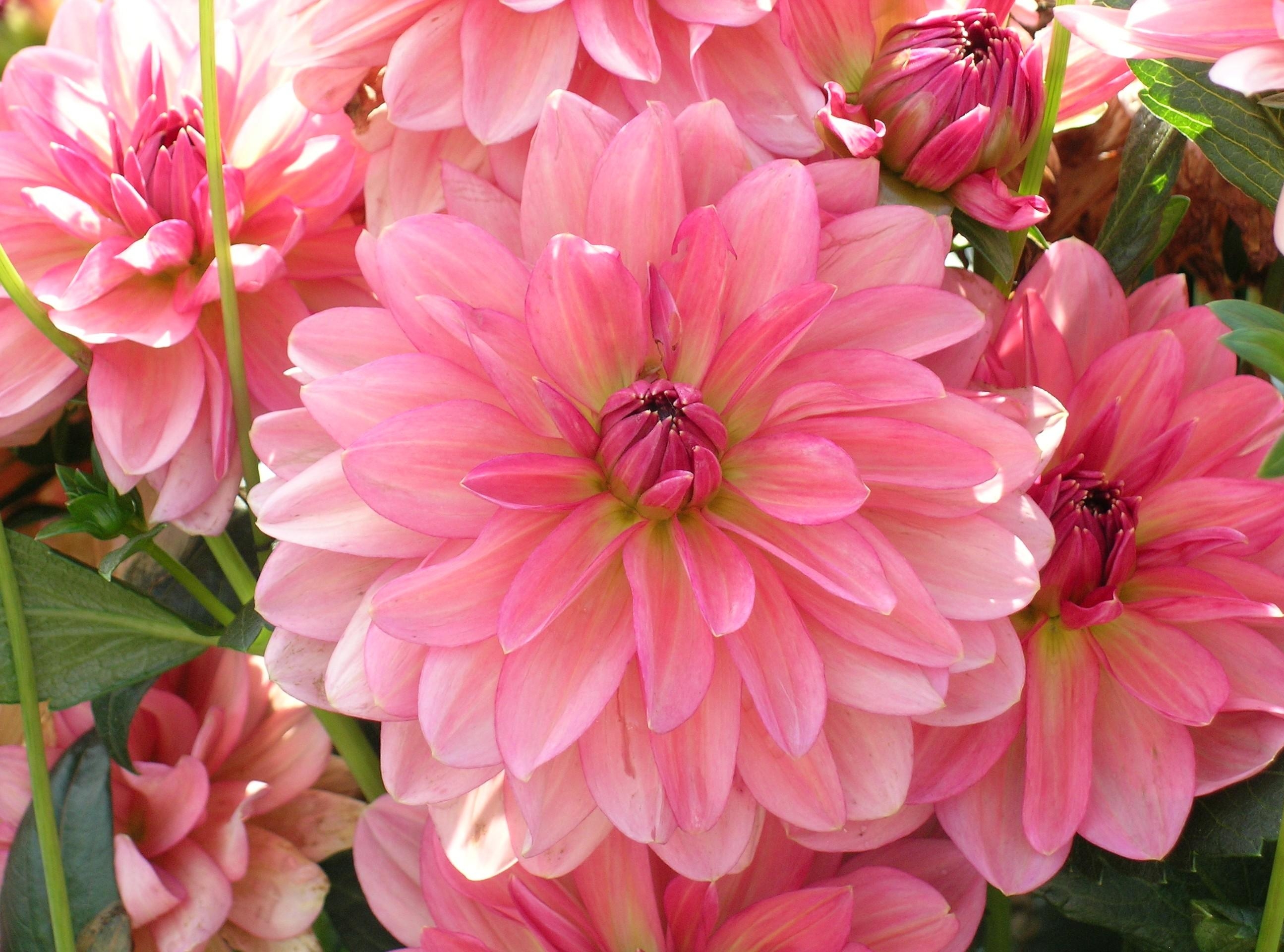 Download mobile wallpaper Flowers, Flower, Earth, Dahlia, Pink Flower for free.