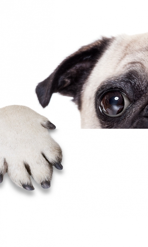 Handy-Wallpaper Tiere, Hunde, Mops kostenlos herunterladen.