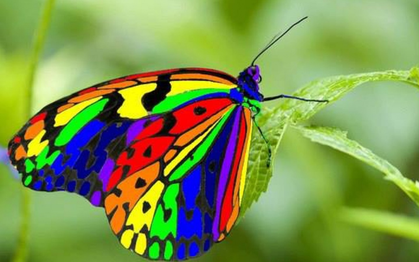 Descarga gratuita de fondo de pantalla para móvil de Animales, Colores, Mariposa, Vistoso.