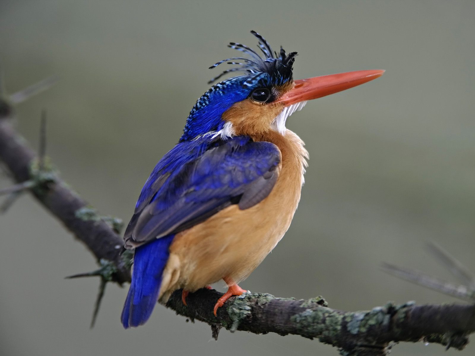 HD wallpaper animal, kingfisher, birds