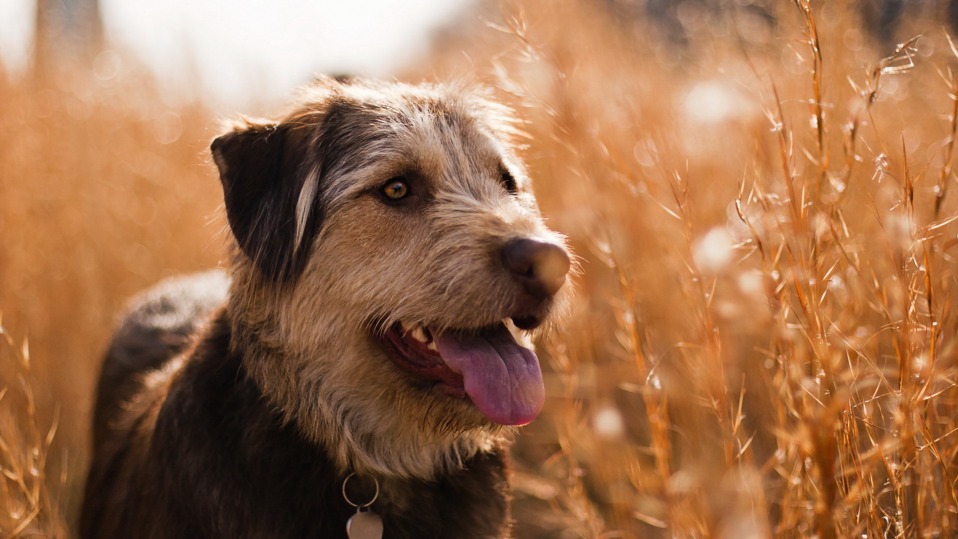 Téléchargez des papiers peints mobile Animaux, Chien gratuitement.