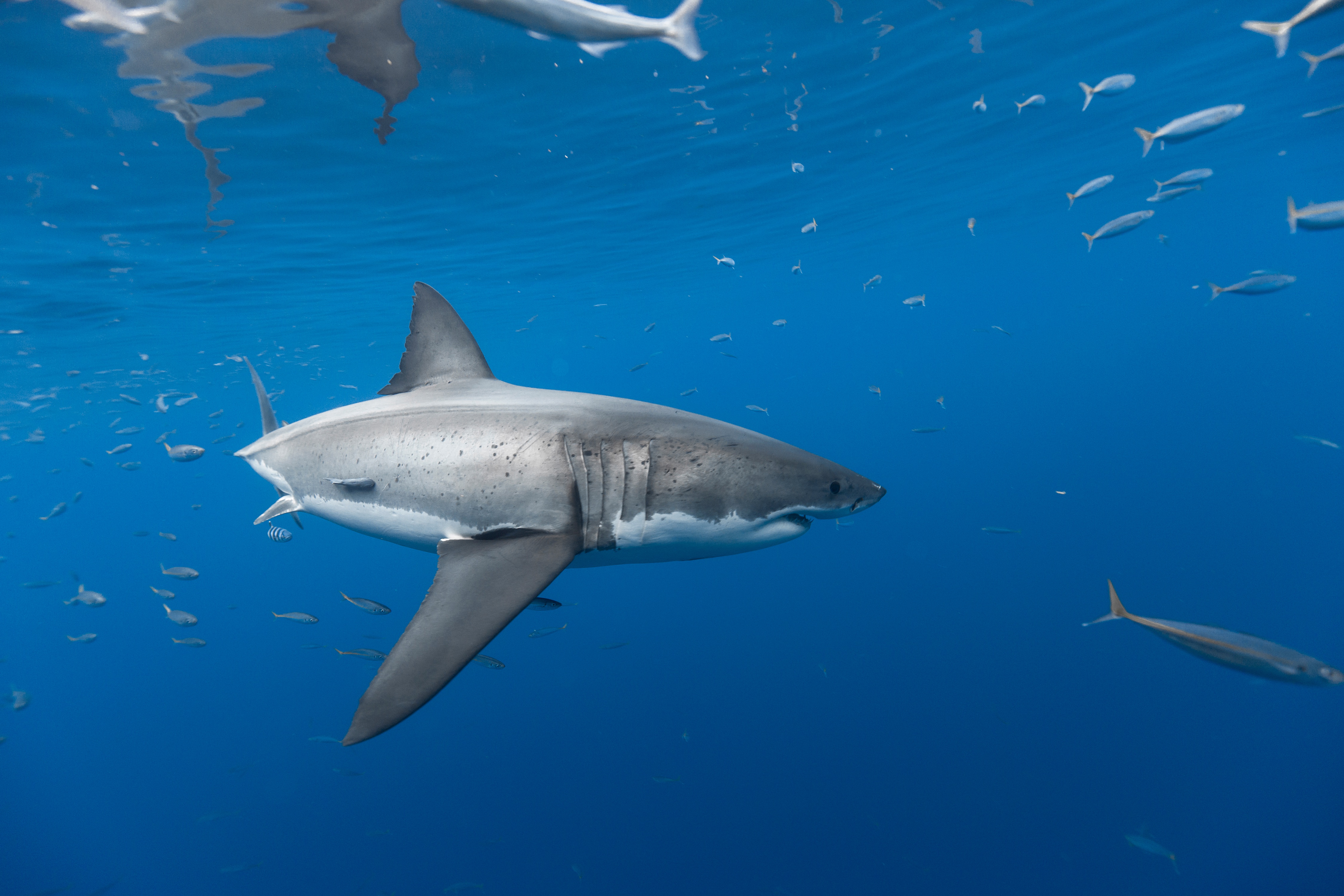 Laden Sie das Tiere, Fisch, Unterwasser, Hai, Seeleben, Haie-Bild kostenlos auf Ihren PC-Desktop herunter