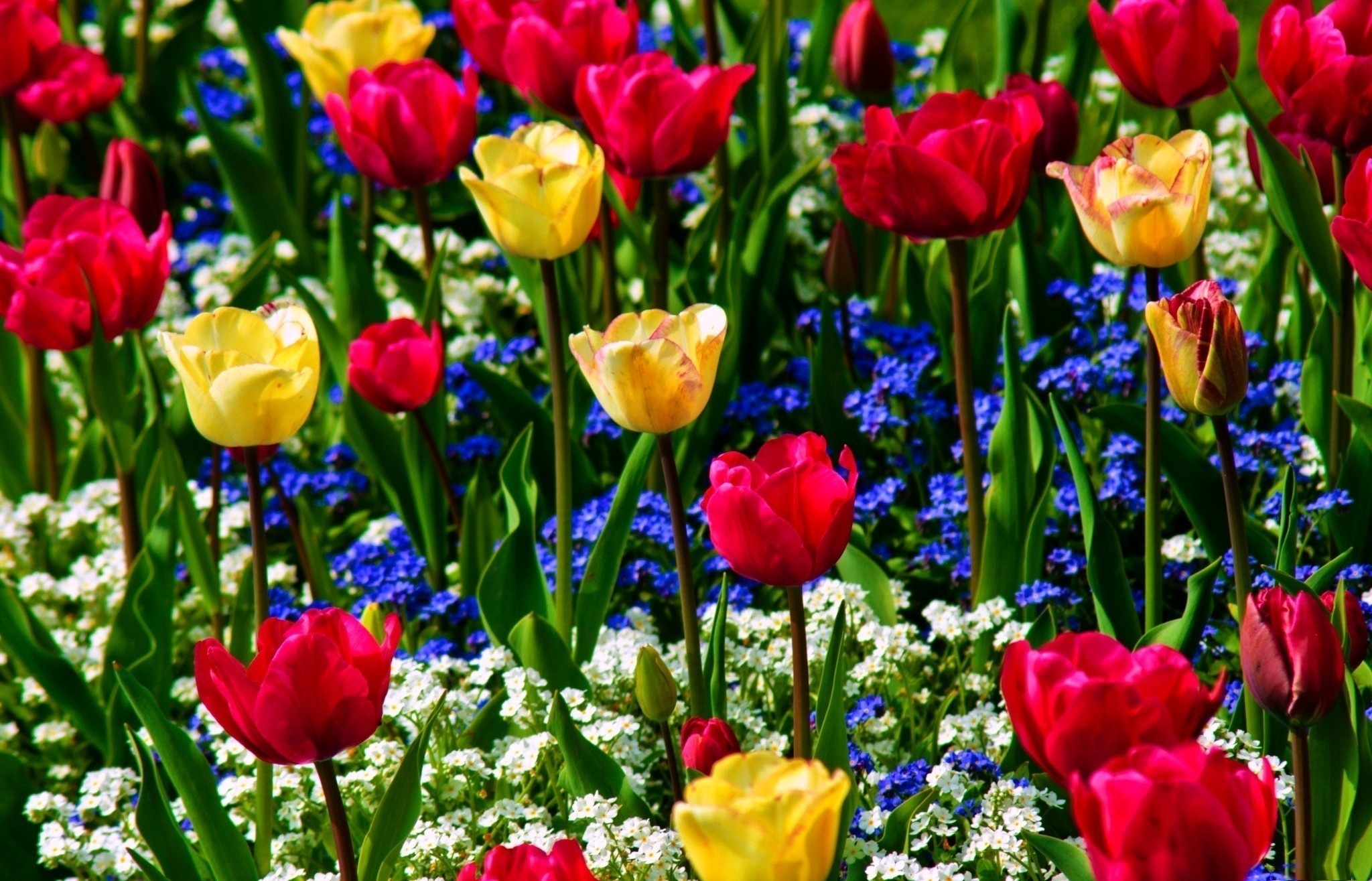 Téléchargez gratuitement l'image Tulipe, Fleurs, Fleur, Terre/nature sur le bureau de votre PC