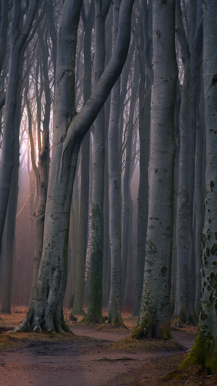 Descarga gratuita de fondo de pantalla para móvil de Naturaleza, Camino, Bosque, Árbol, Sendero, Tierra/naturaleza.