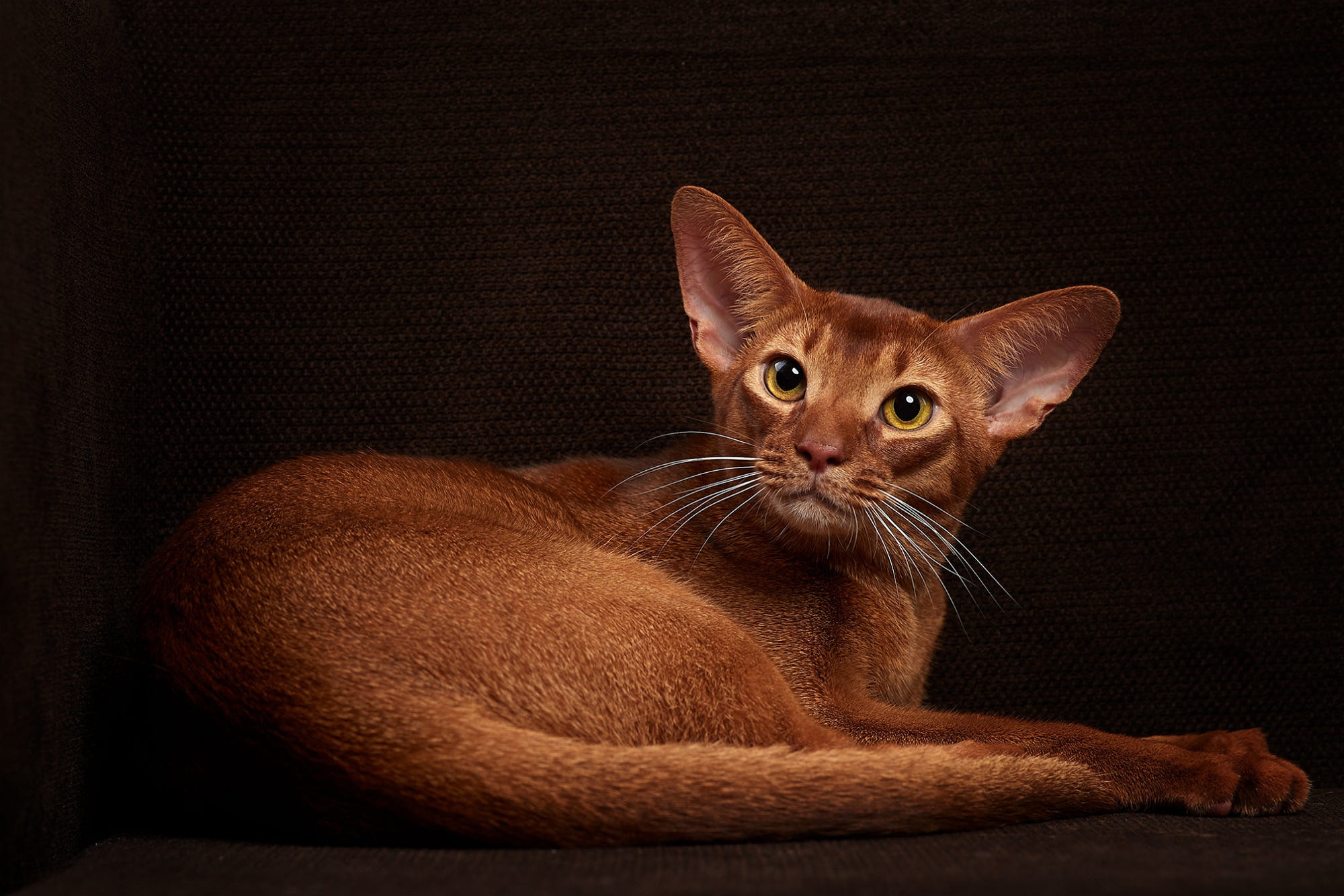 Baixe gratuitamente a imagem Animais, Gatos, Gato na área de trabalho do seu PC