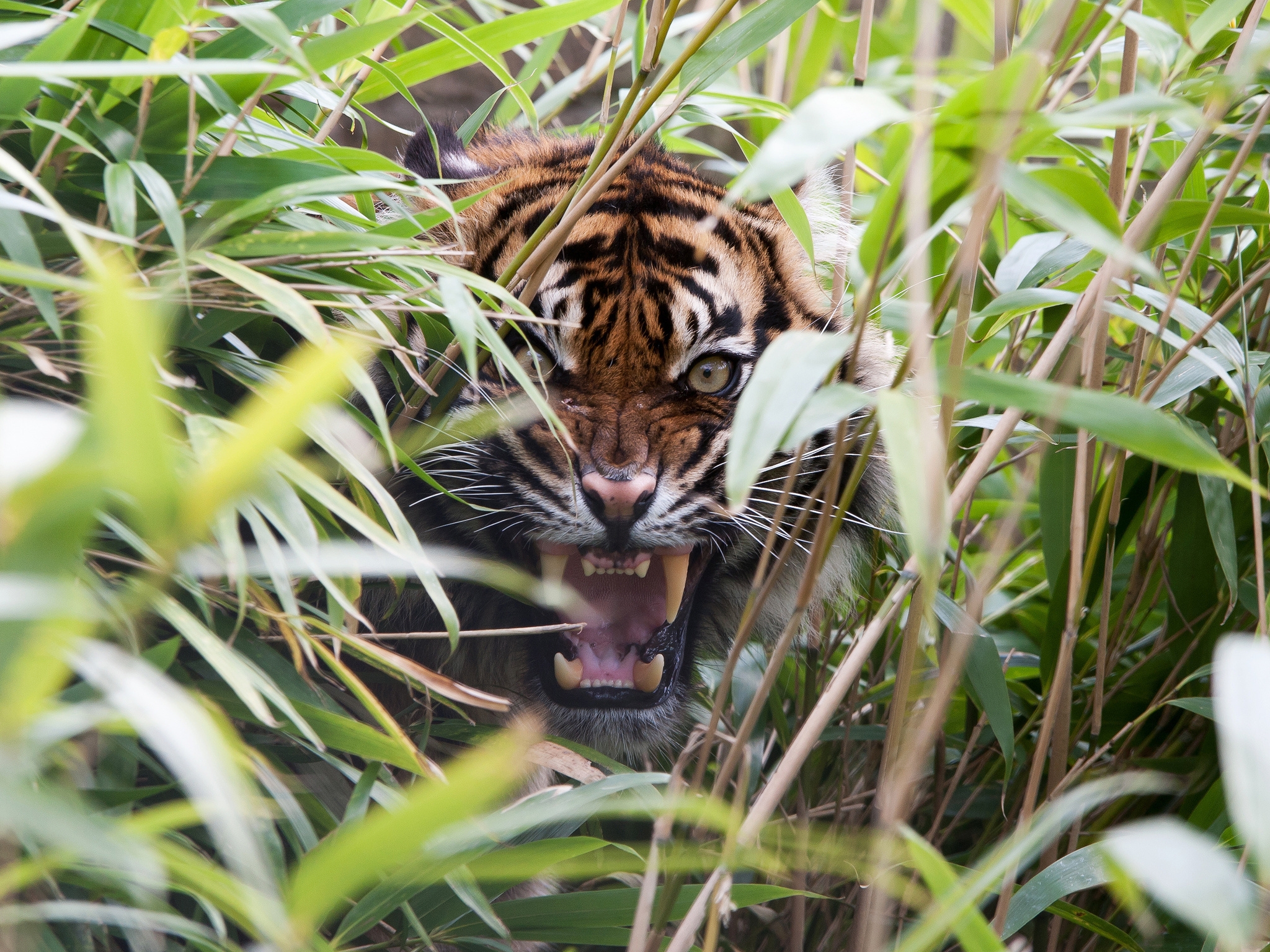 tiger, grin, mouth, animals, predator, grass, fangs, to fall, rage HD wallpaper