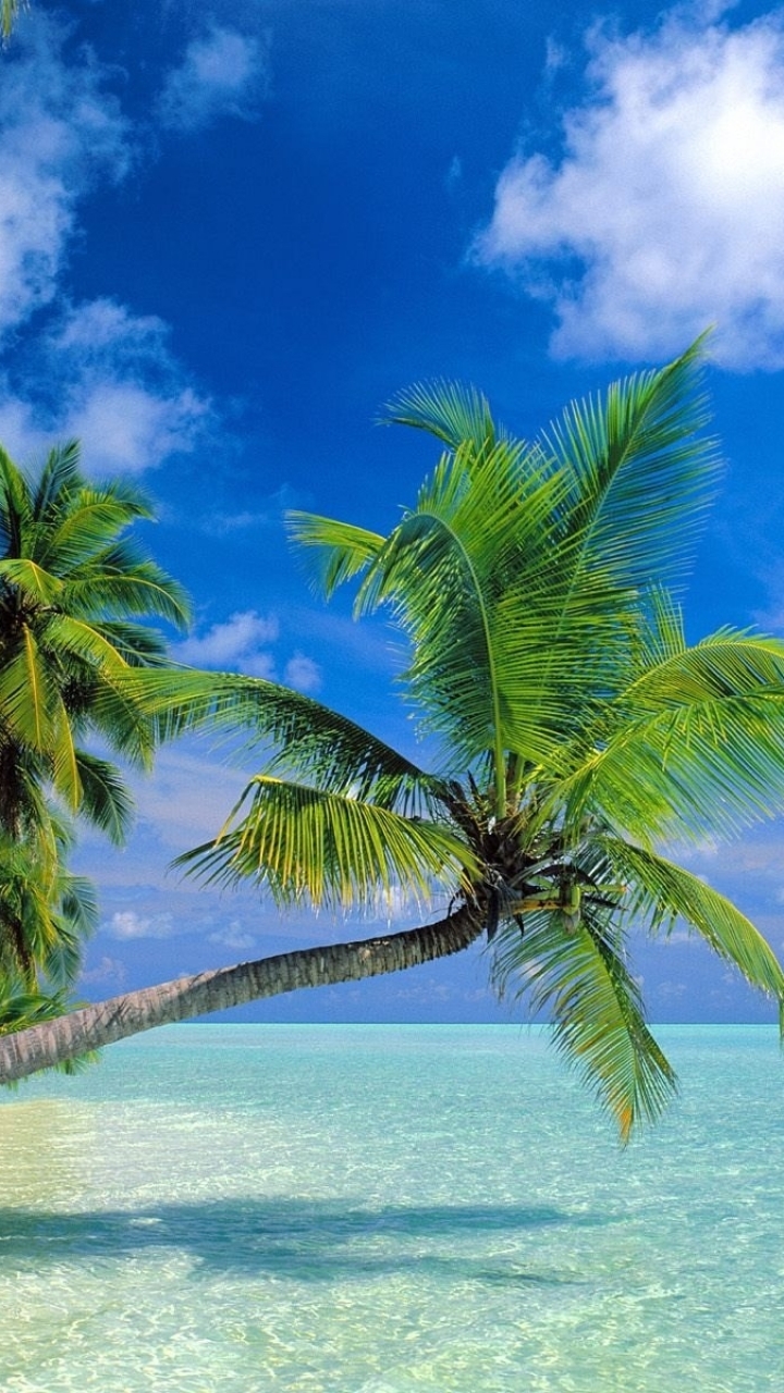 Скачать картинку Небо, Пляж, Пальмы, Дерево, Океан, Пальма, Тропический, Земля/природа в телефон бесплатно.